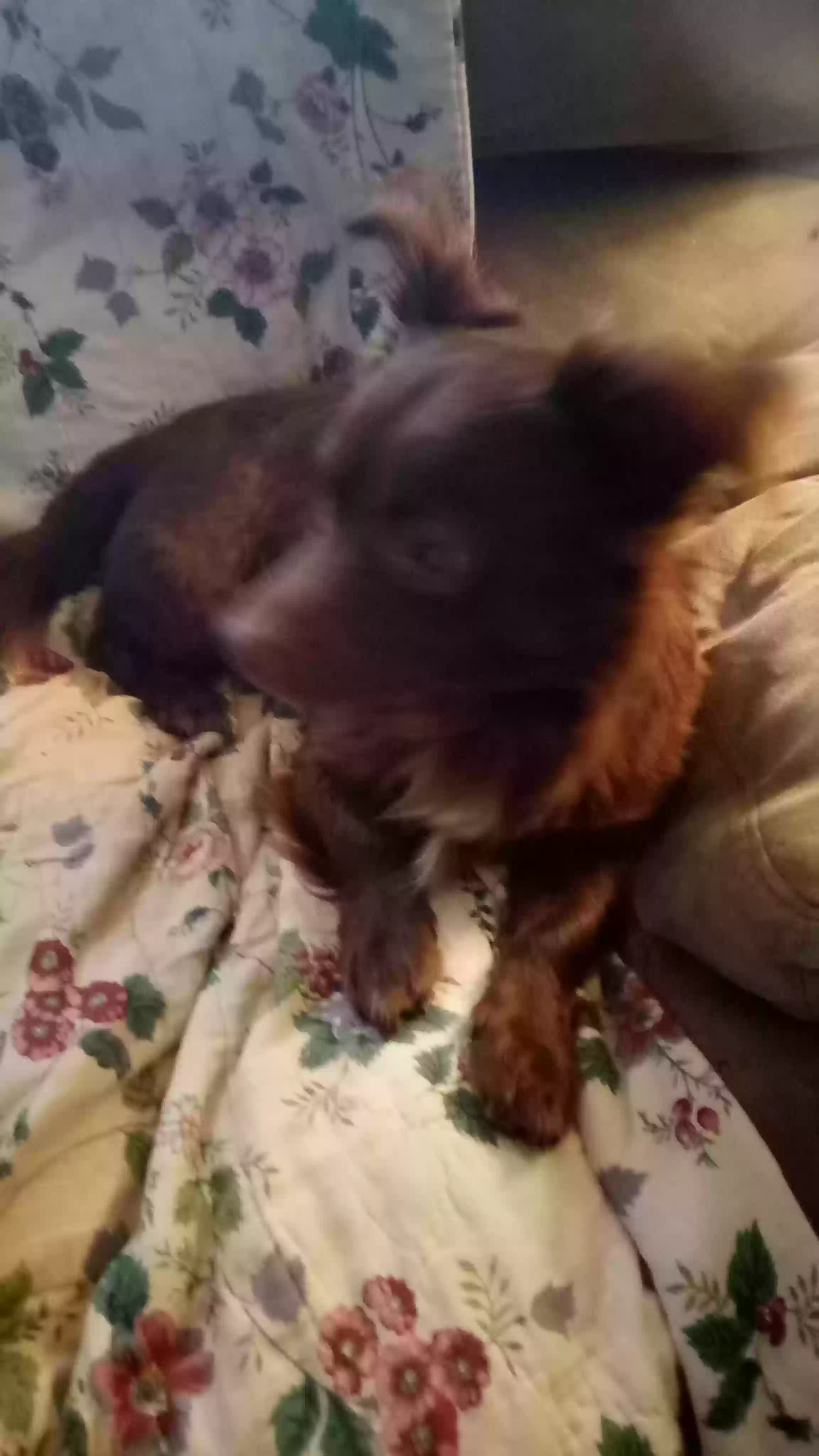 adoptable Dog in Monroe,GA named Duke