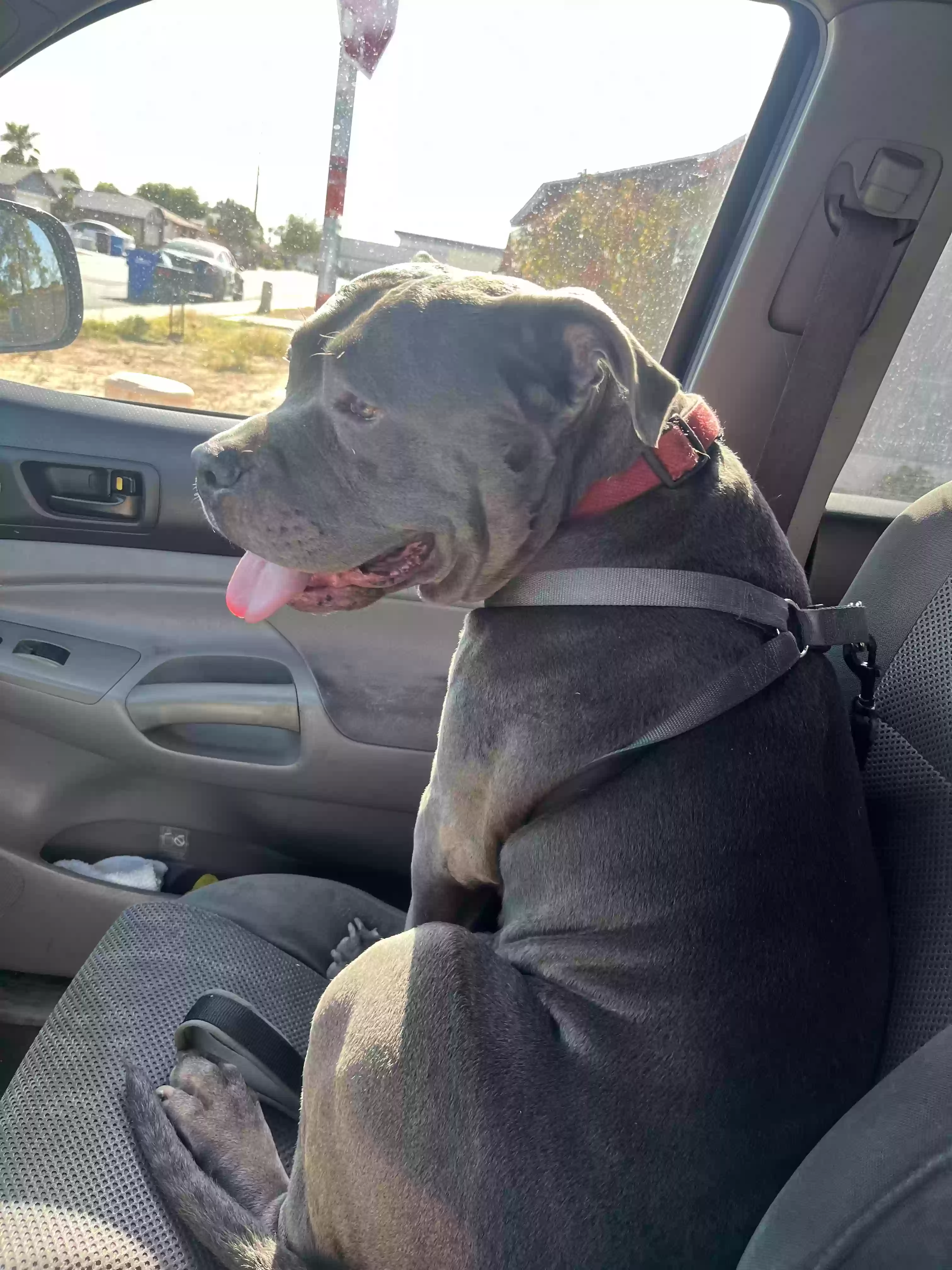 adoptable Dog in Phoenix,AZ named Charizard