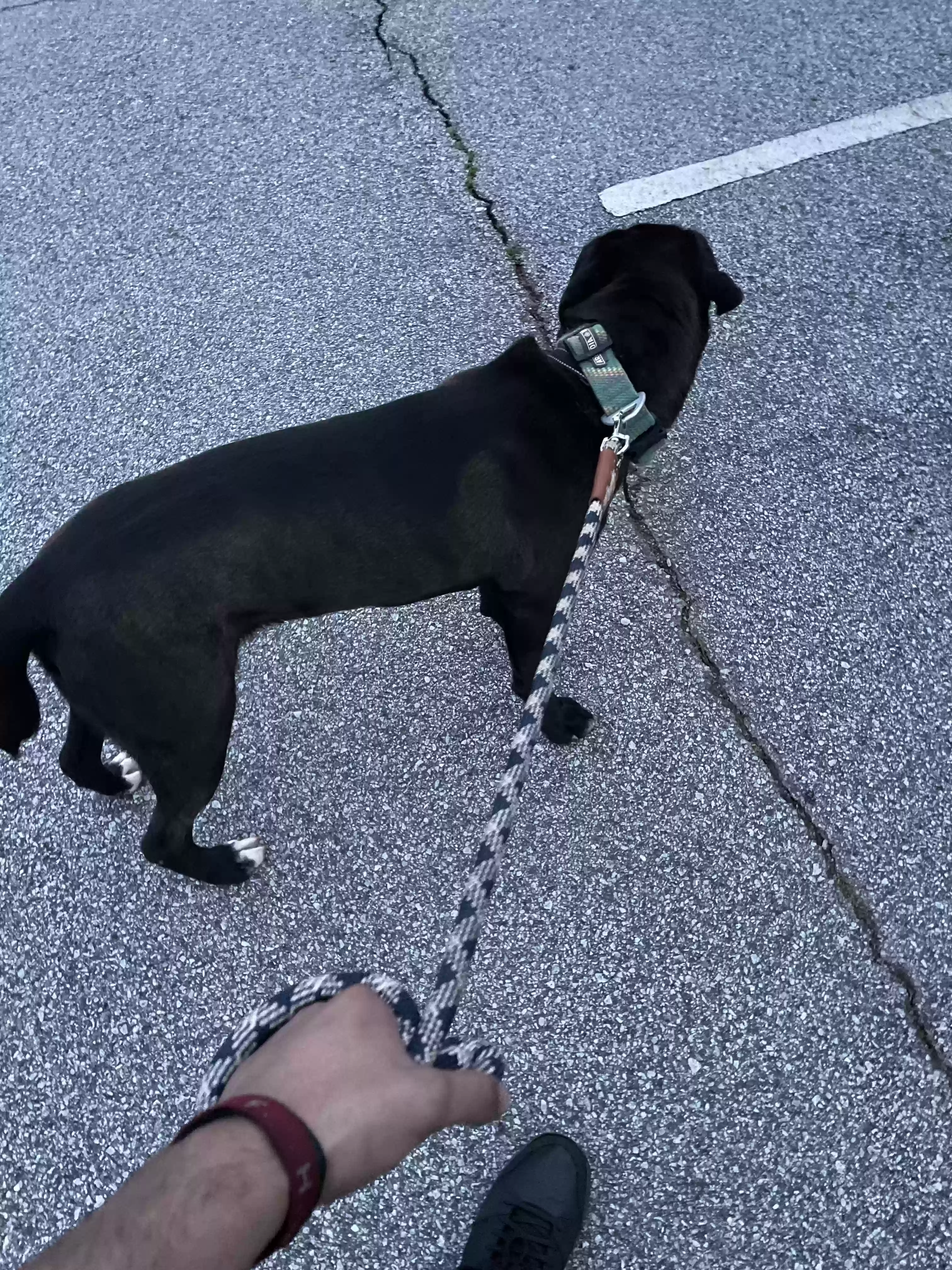 adoptable Dog in Mcdonough,GA named Briggs