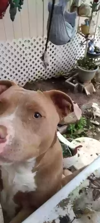 adoptable Dog in Riverside,CA named No Name