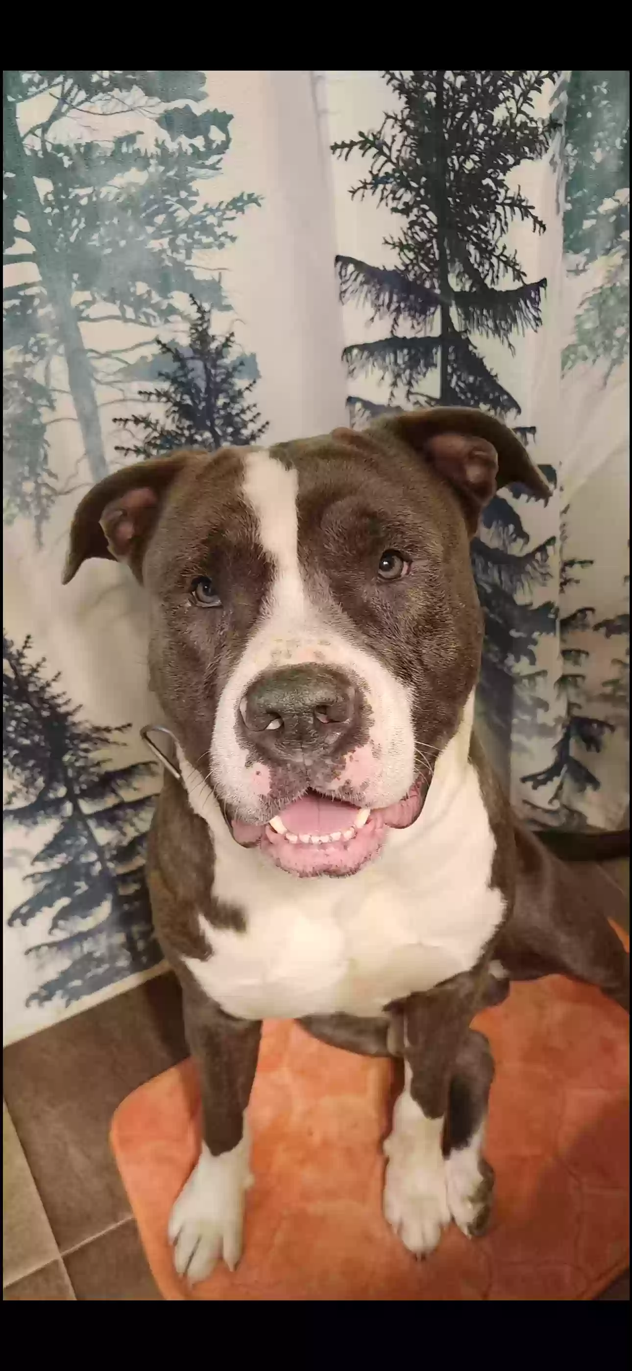 adoptable Dog in Sanford,NC named Tater