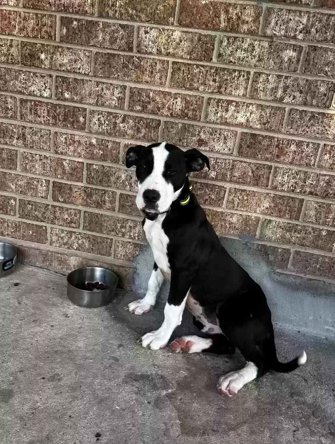adoptable Dog in Augusta,GA named Bruno