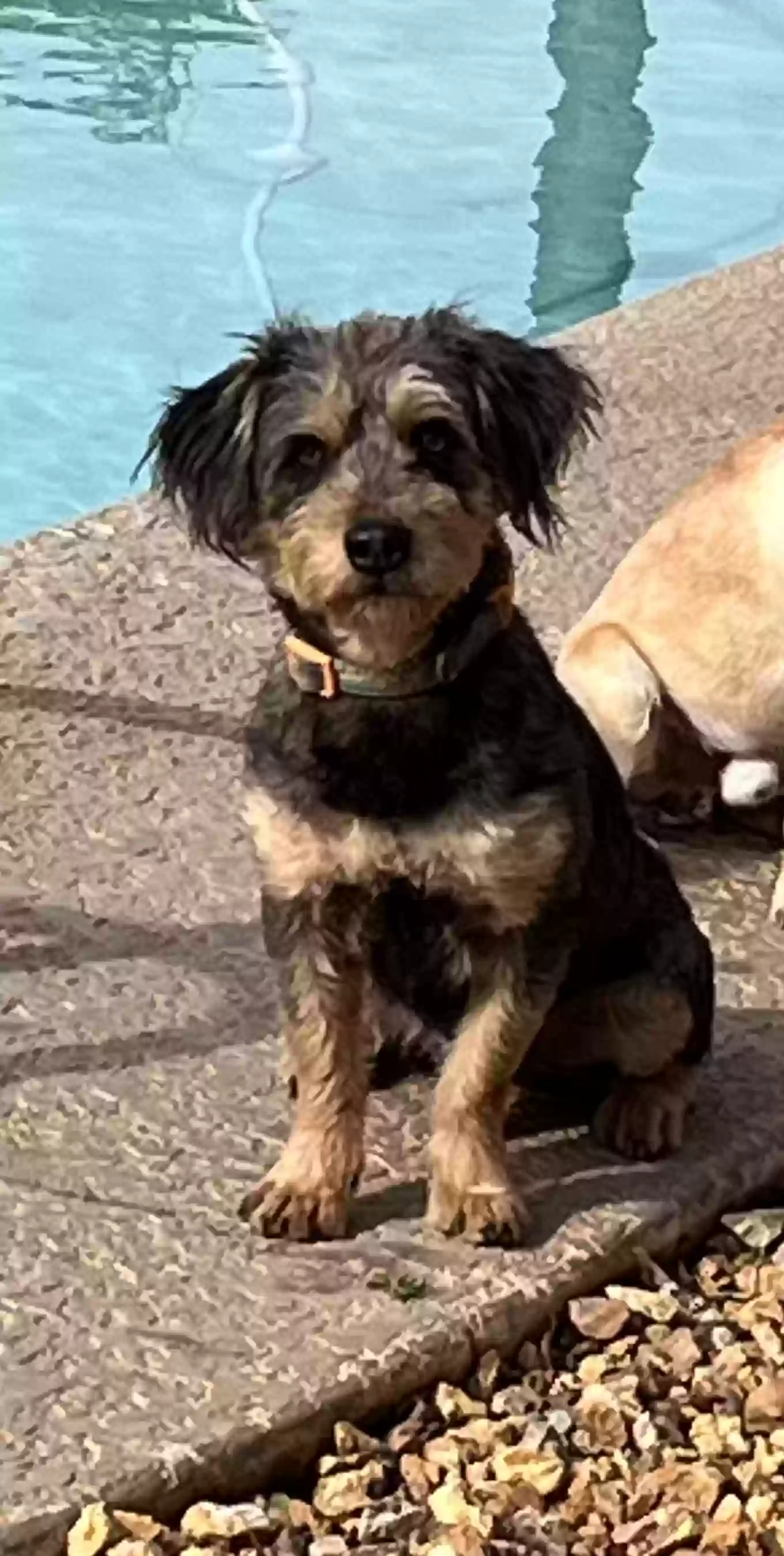 adoptable Dog in Madera,CA named Carley Bear