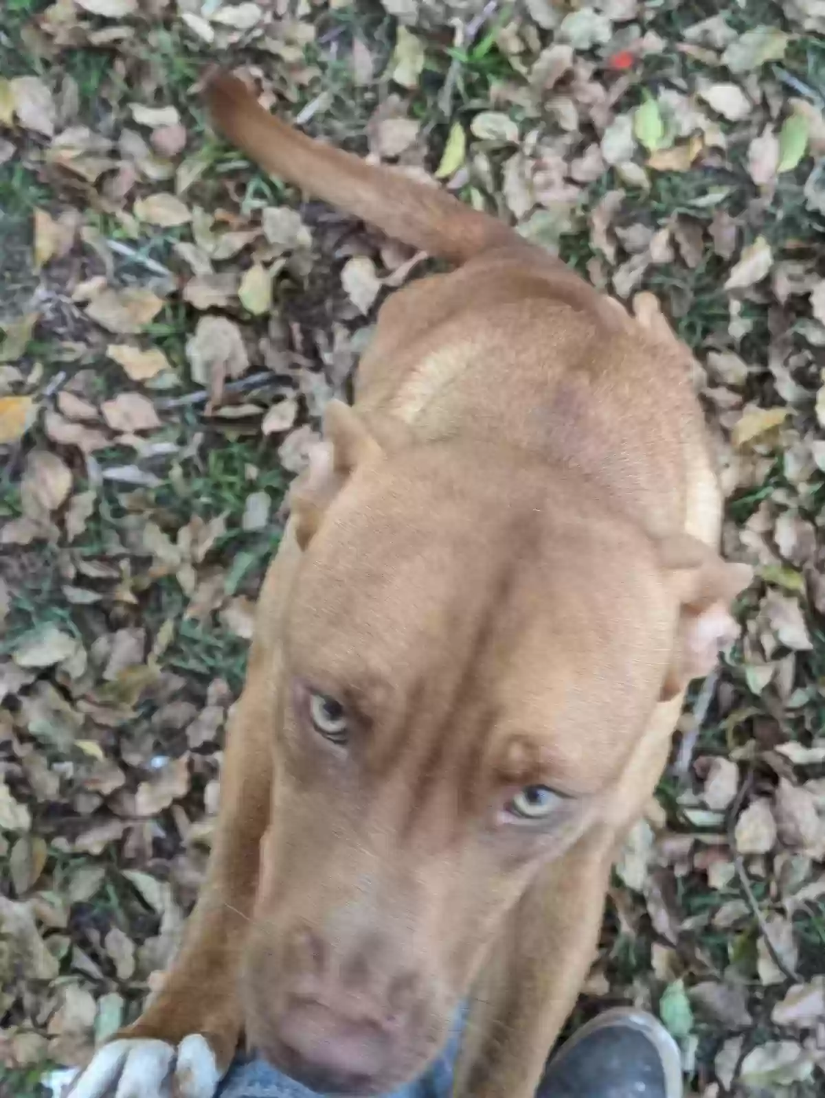 adoptable Dog in Brunswick,GA named Uzimi