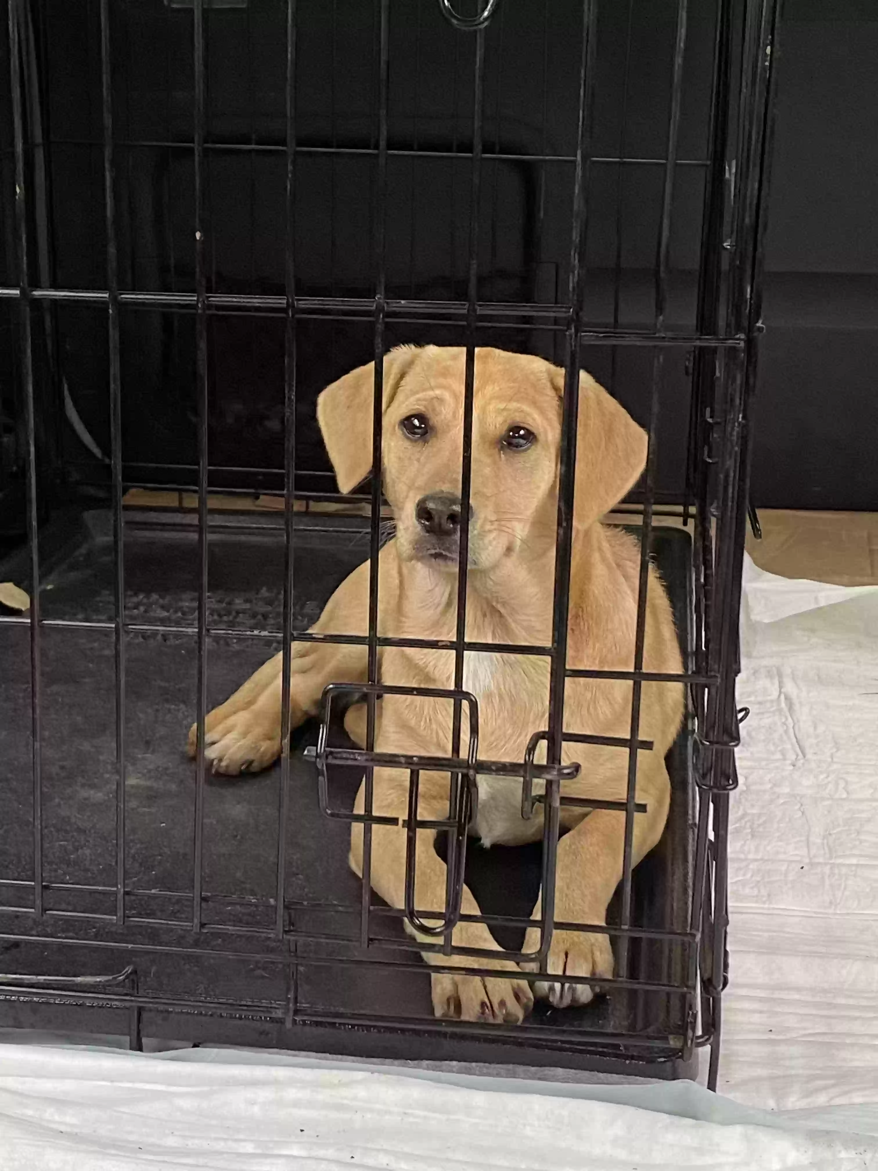 adoptable Dog in Corpus Christi,TX named Blanca