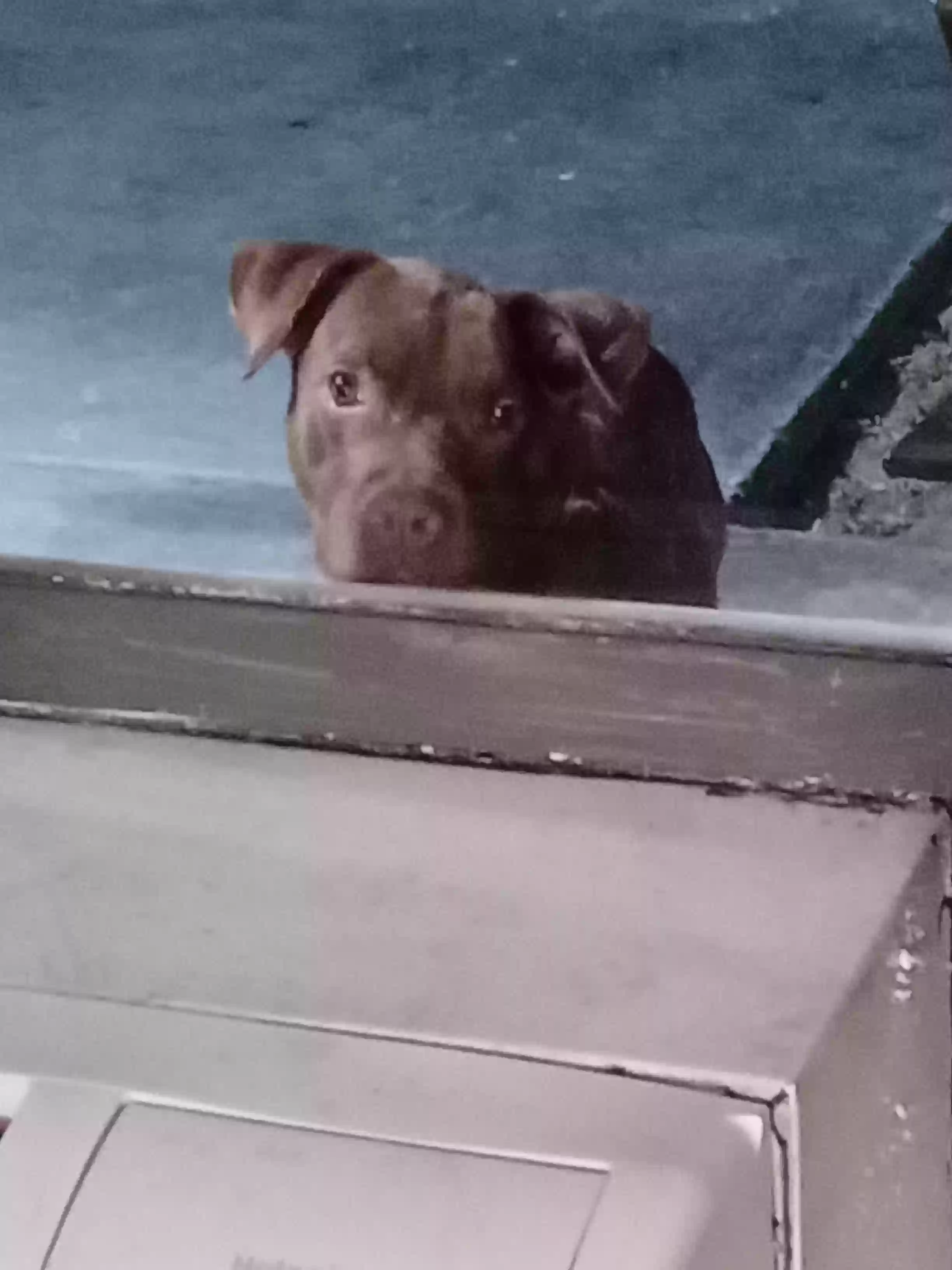 adoptable Dog in Brunswick,GA named 