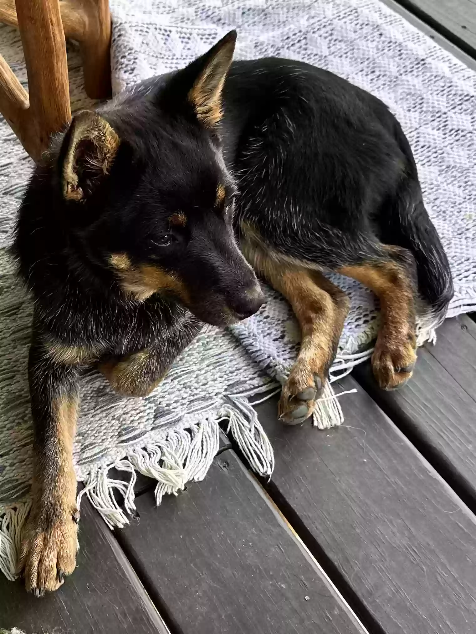 adoptable Dog in Double Springs,AL named Blackie