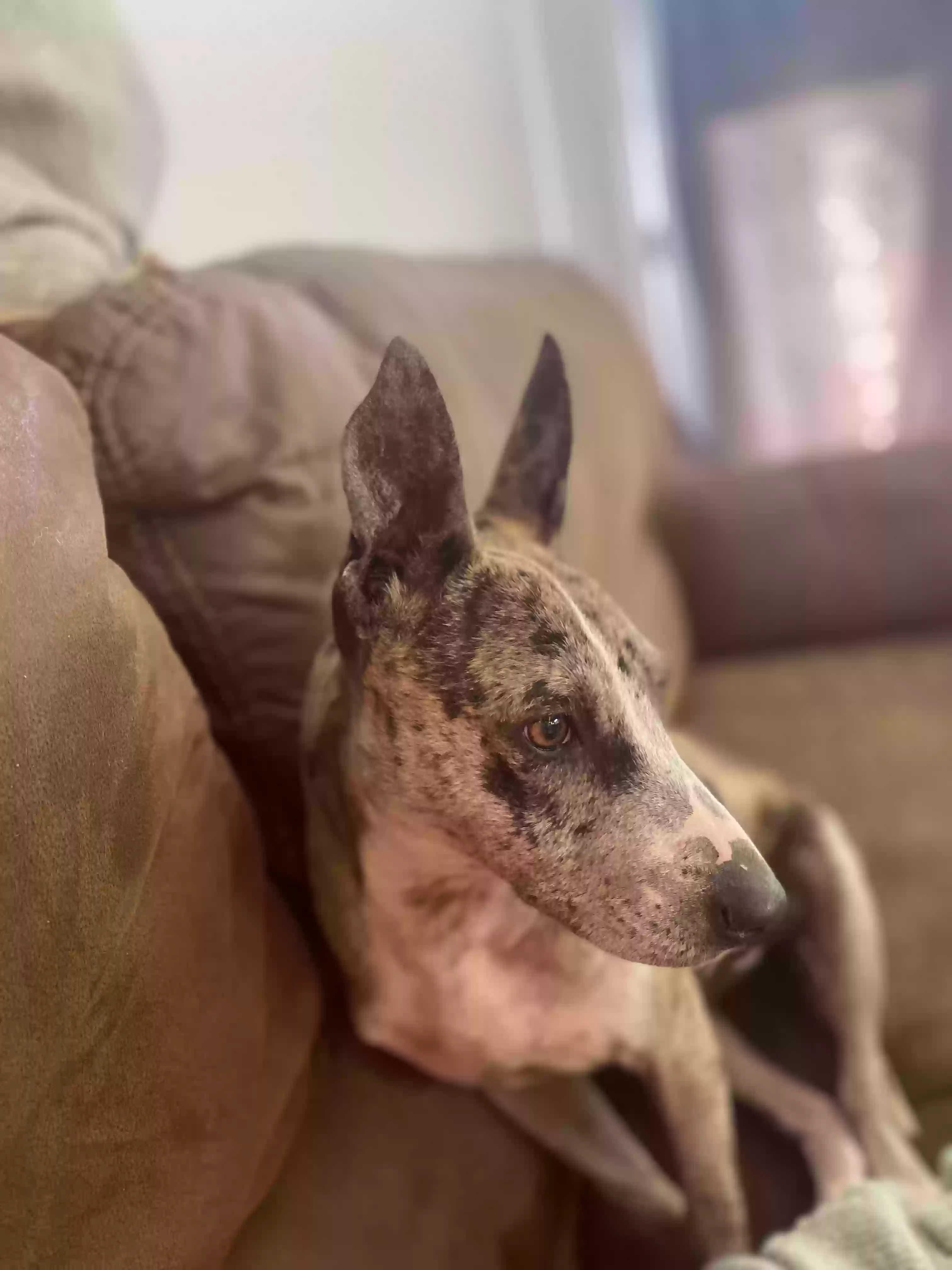 adoptable Dog in Auburn,AL named Penelope