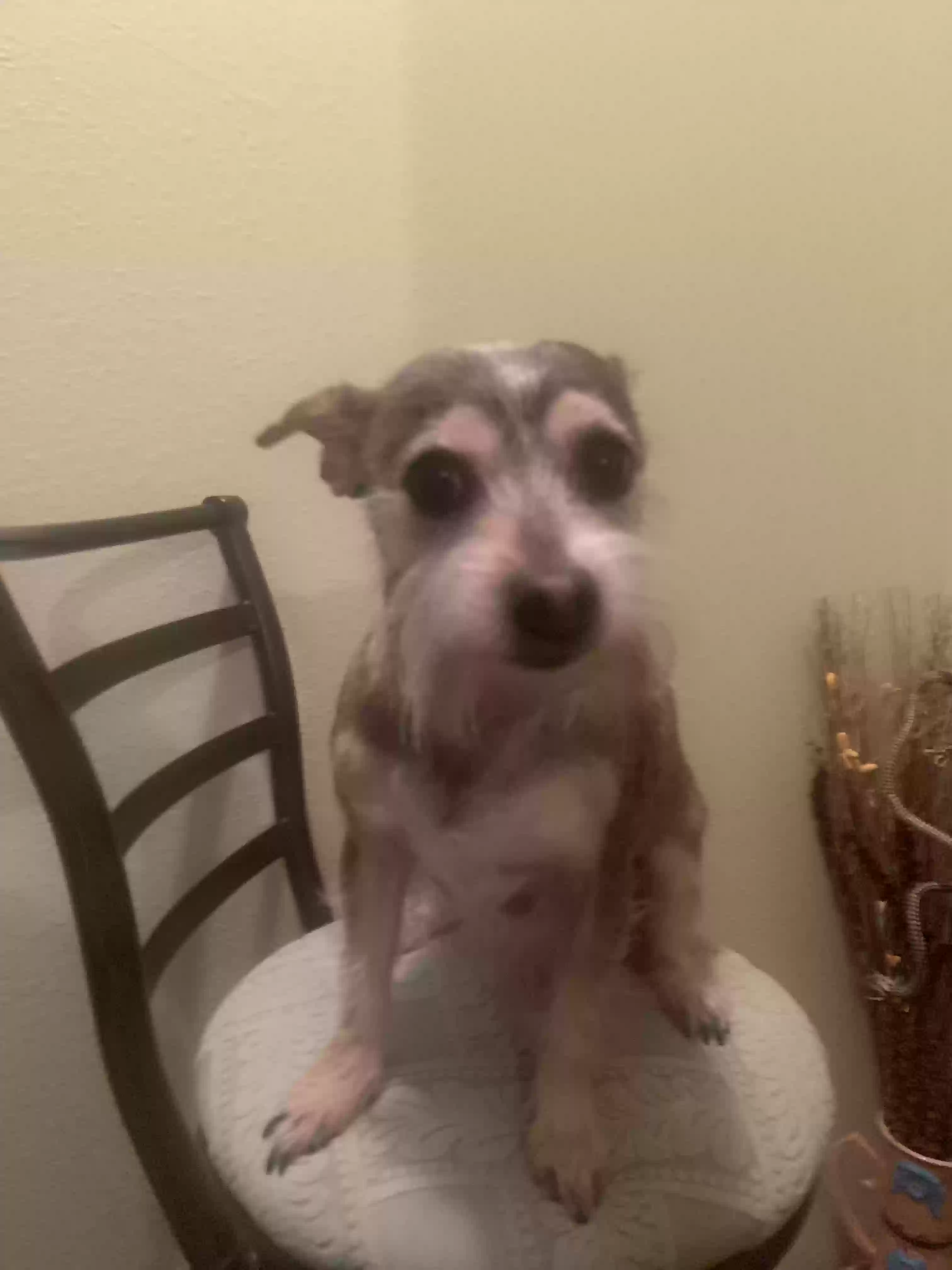 adoptable Dog in Melrose,FL named Kody