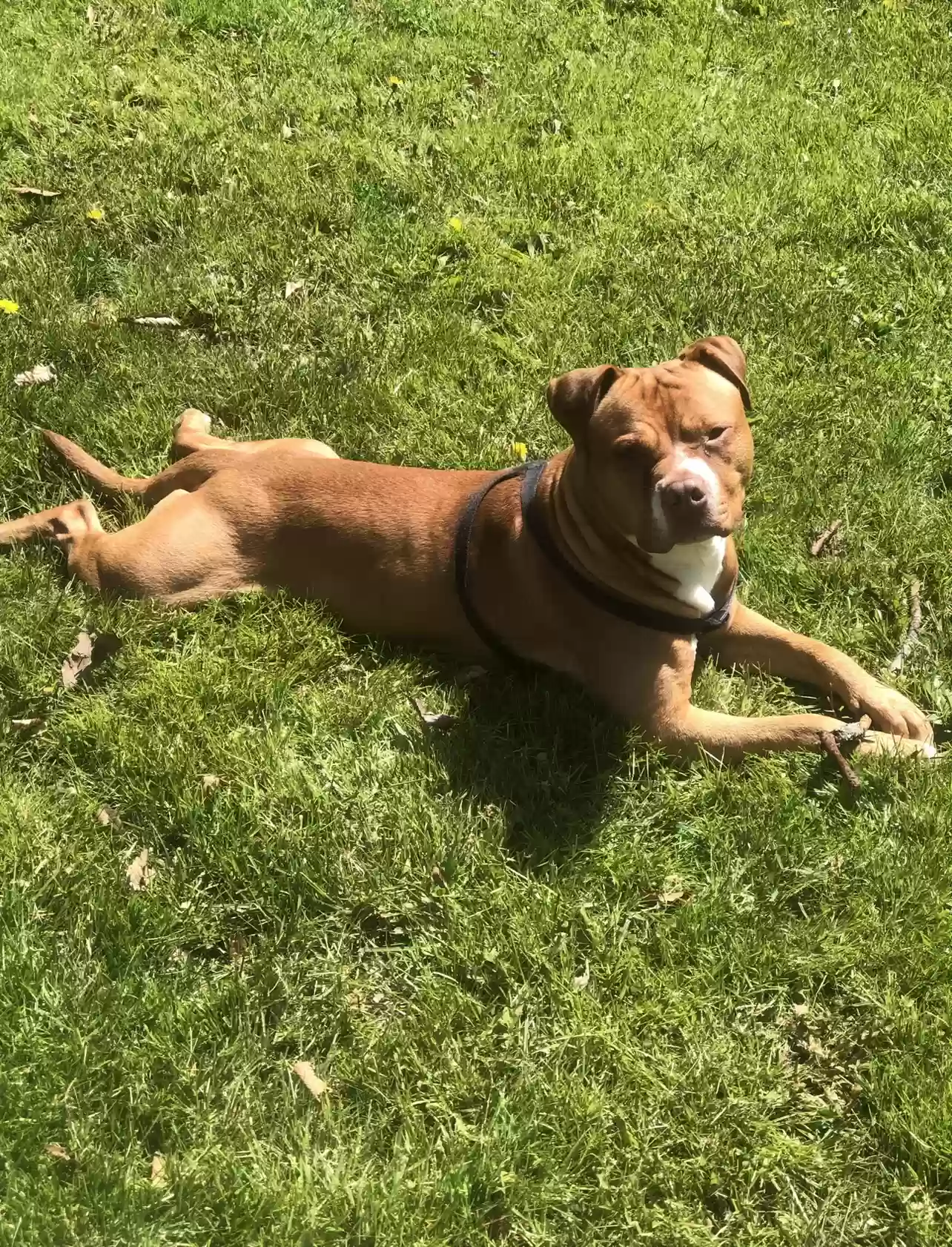 adoptable Dog in Tobyhanna,PA named Milo