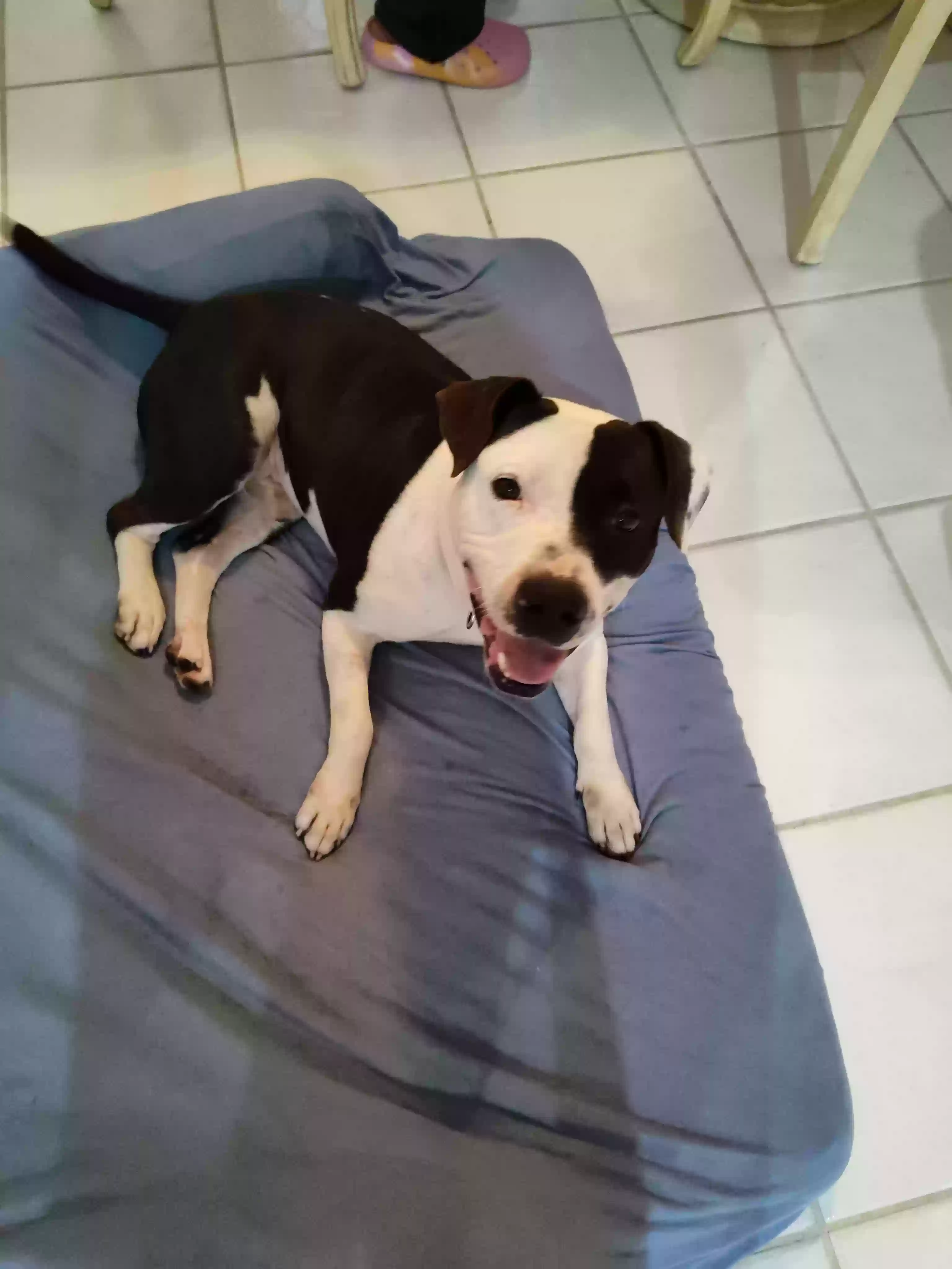 adoptable Dog in Spring Hill,FL named Bama
