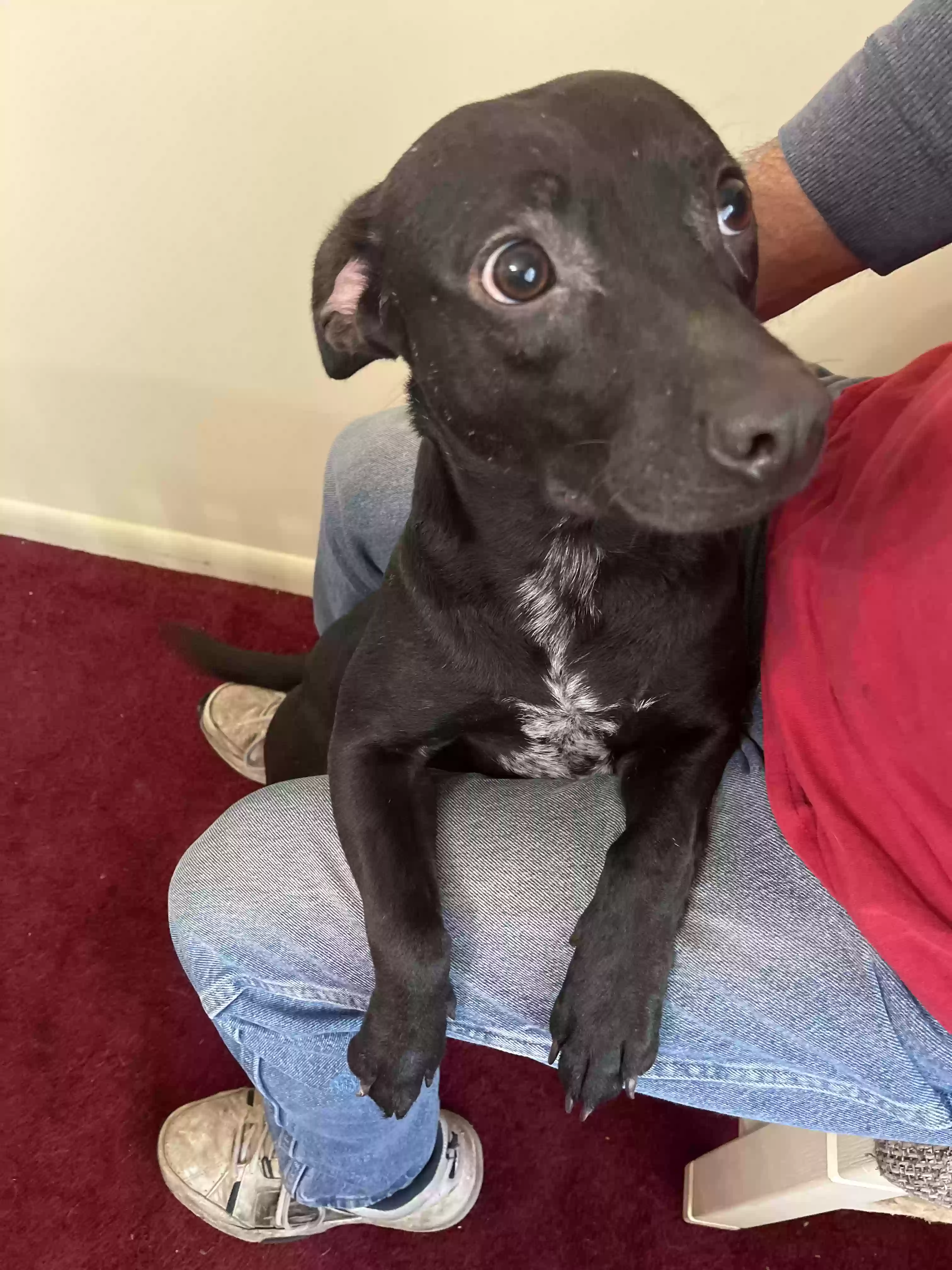 adoptable Dog in Weaver,AL named Bella