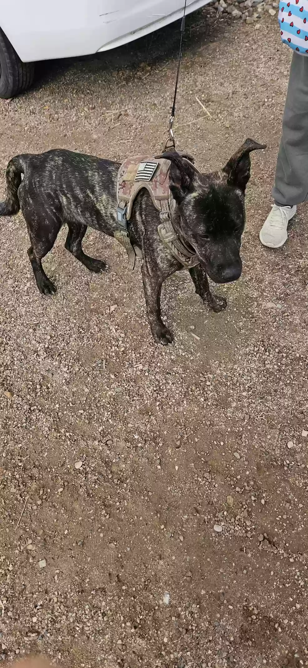 adoptable Dog in Albuquerque,NM named Sookie