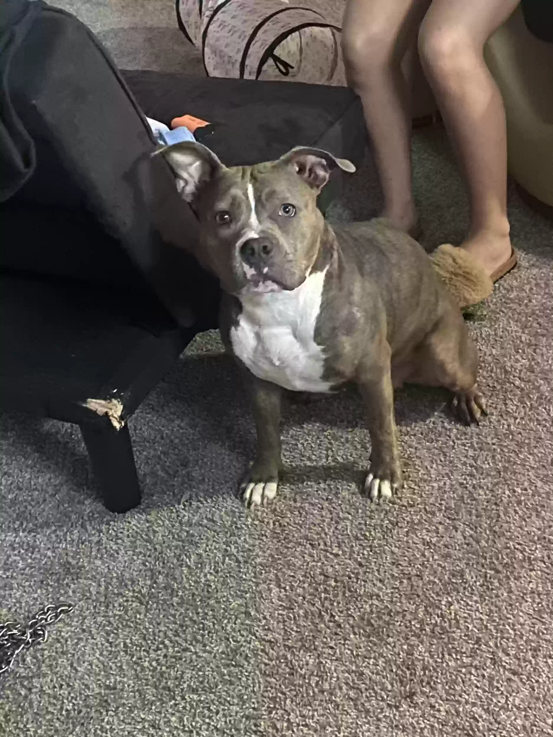adoptable Dog in Jacksonville,FL named Bacardi