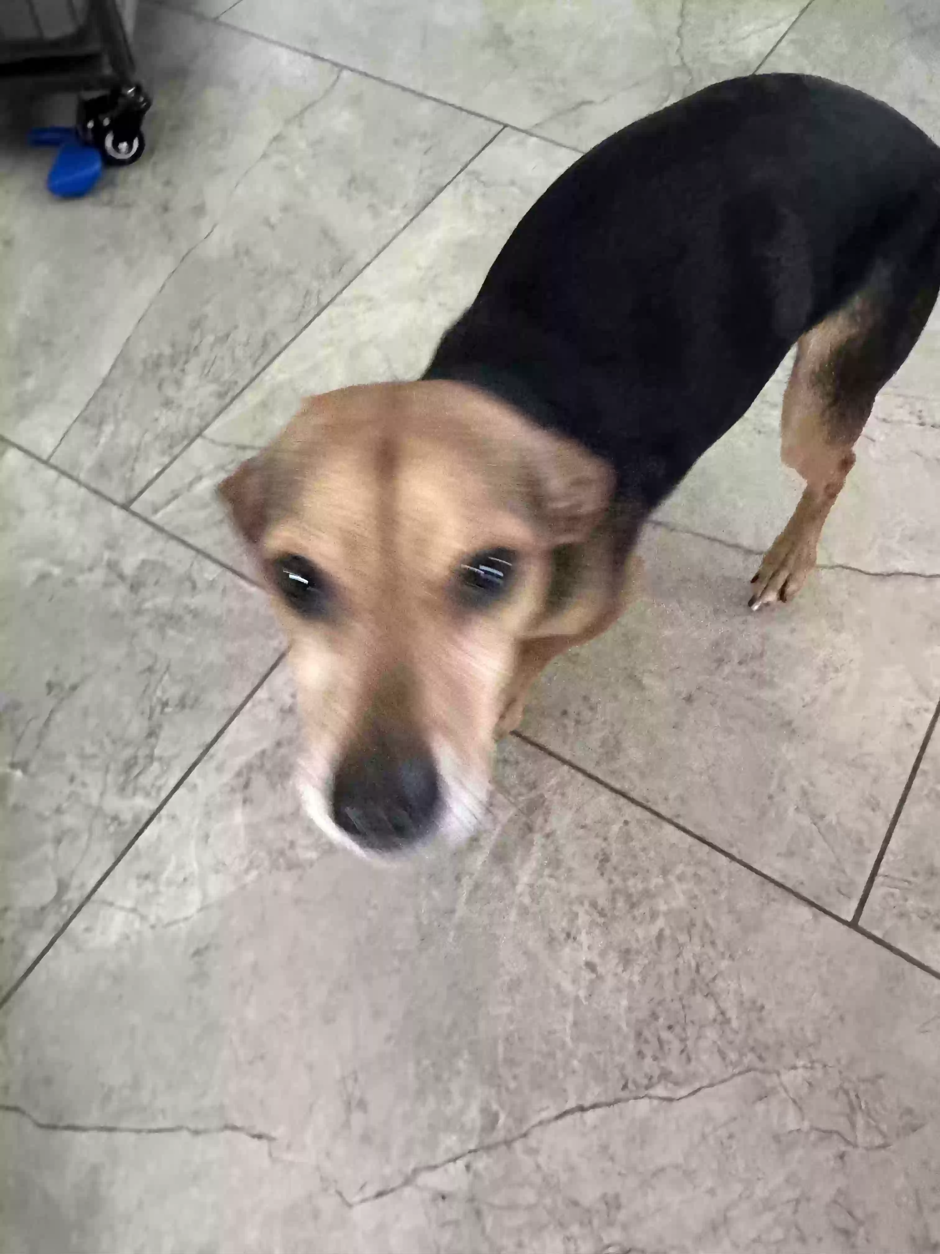 adoptable Dog in San Tan Valley,AZ named Rambo