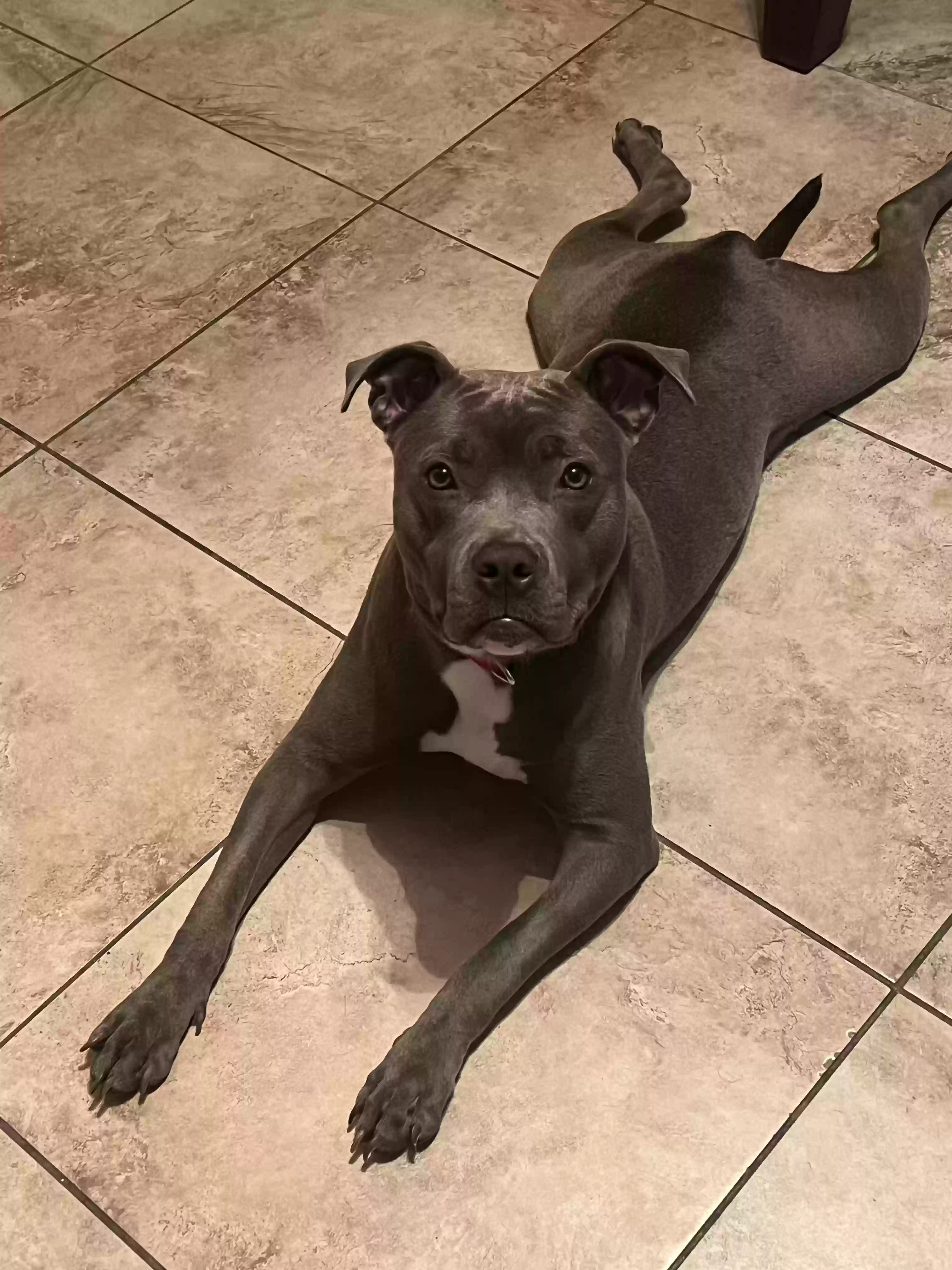 adoptable Dog in Destrehan,LA named Bella