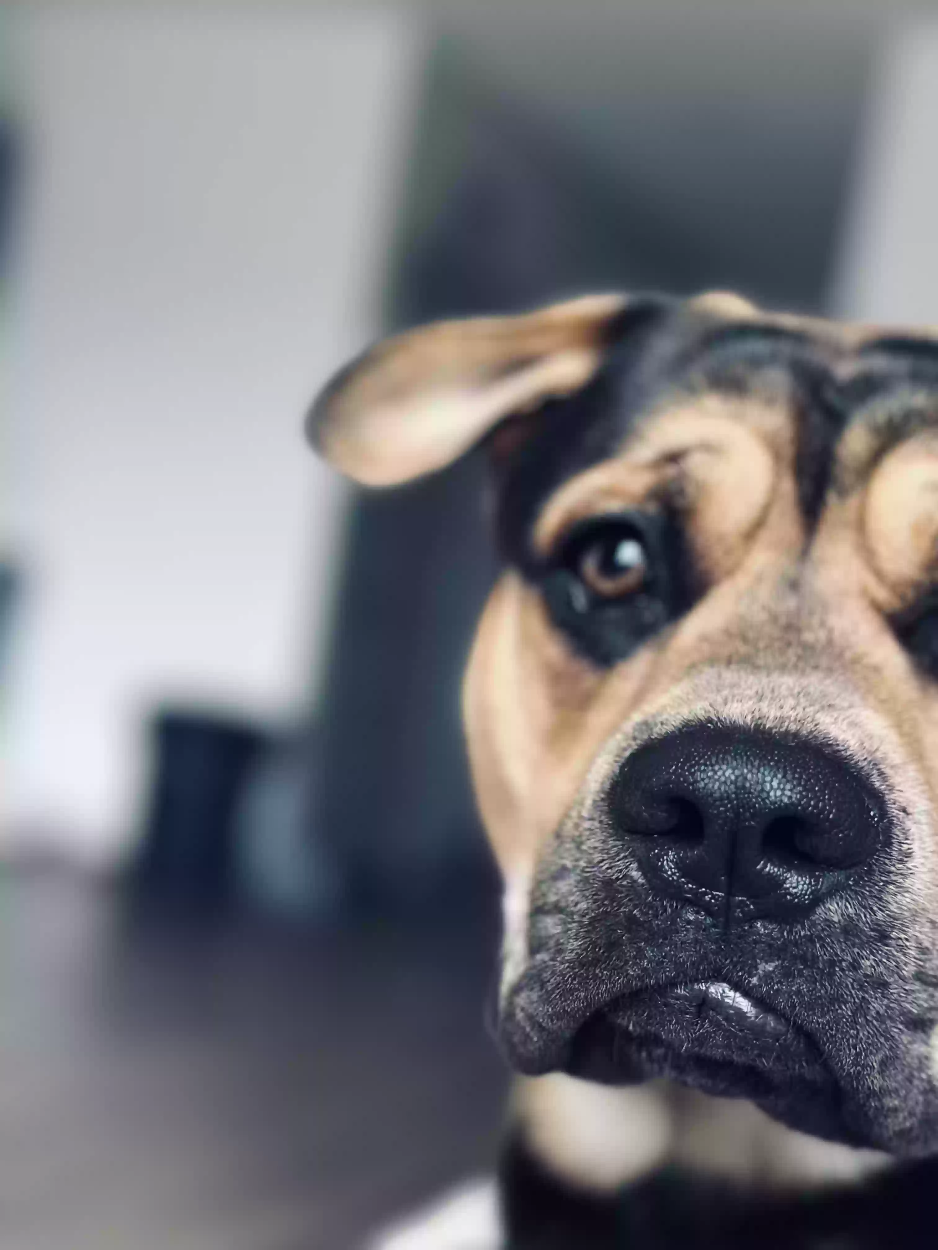 adoptable Dog in Atlanta,GA named Dusse