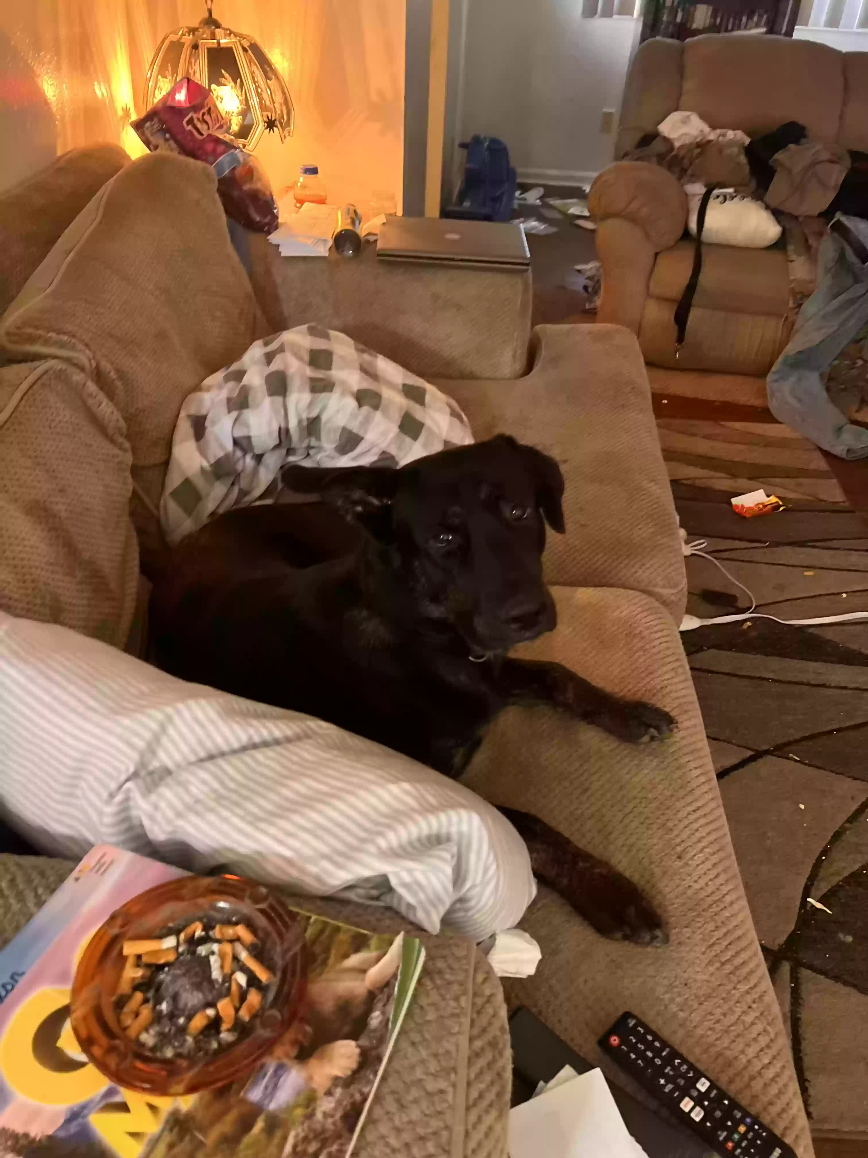 adoptable Dog in Ozark,AL named Axle