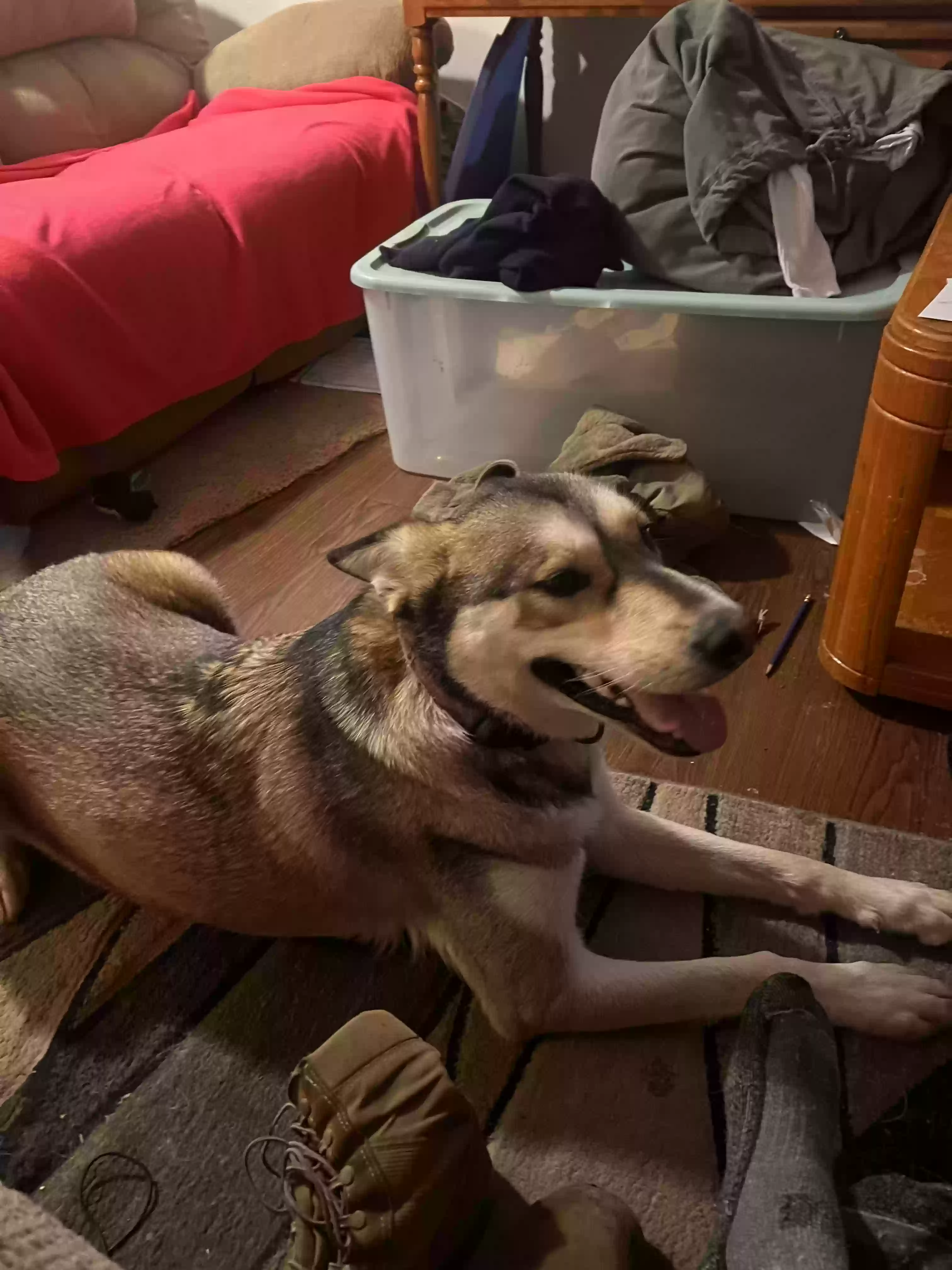 adoptable Dog in Ozark,AL named Becca