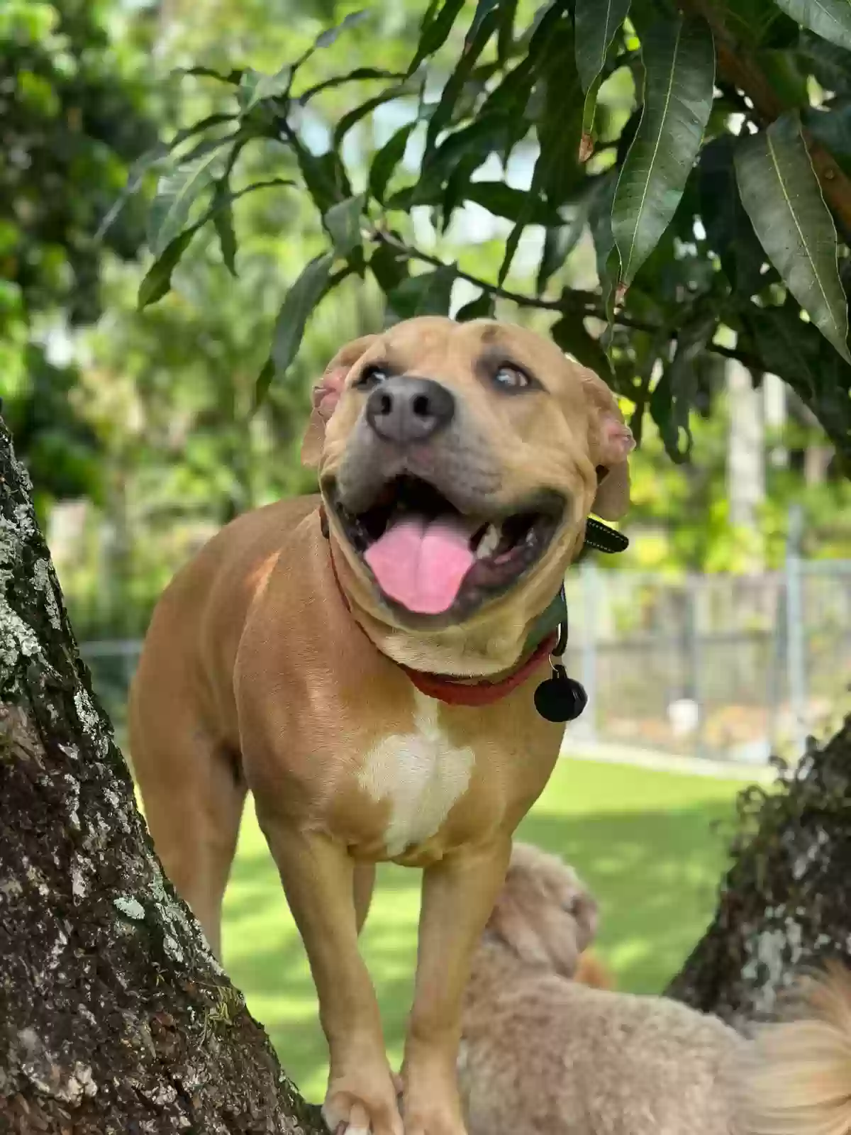 adoptable Dog in Miami,FL named Angel