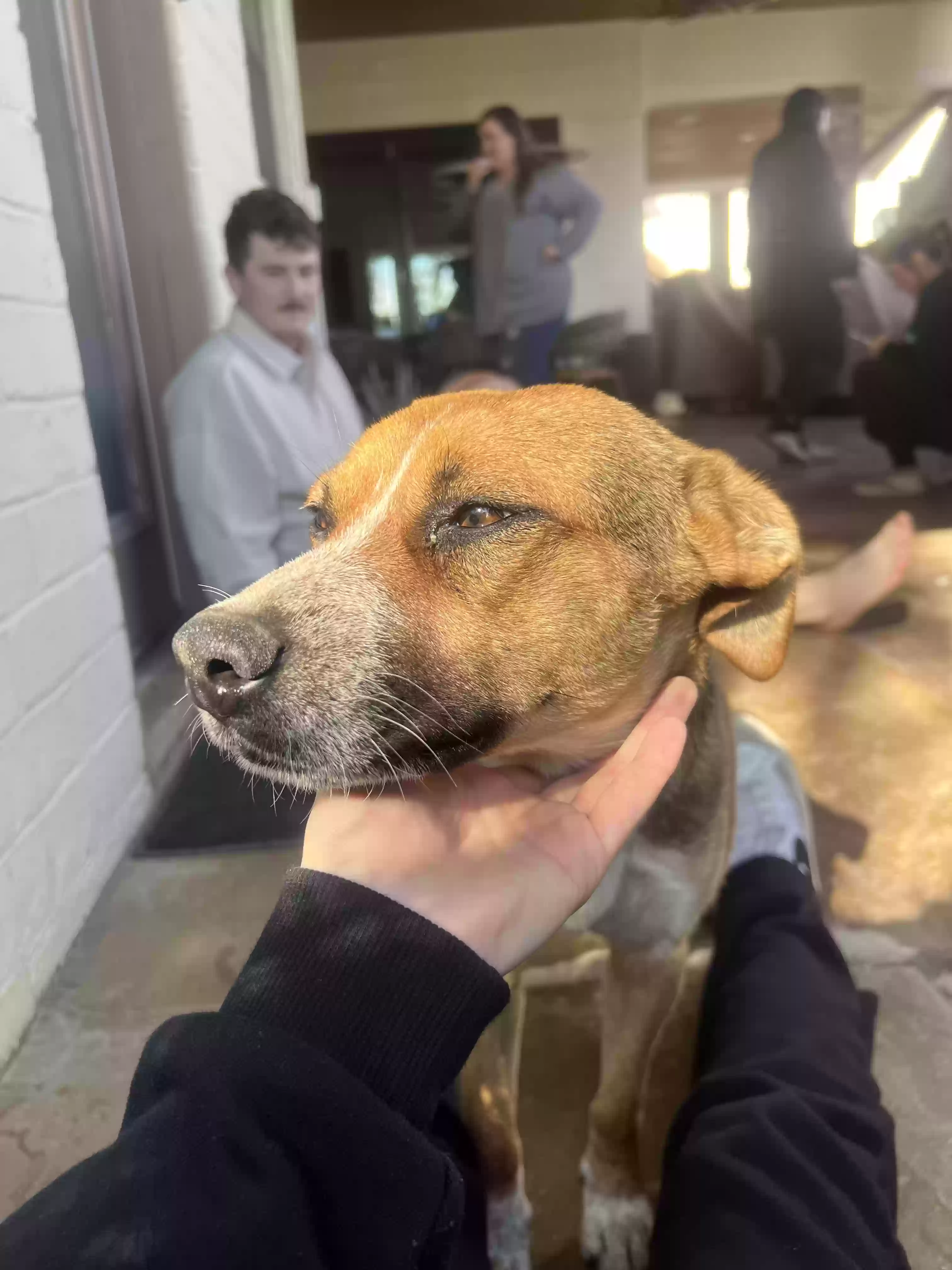 adoptable Dog in Buckeye,AZ named Chip