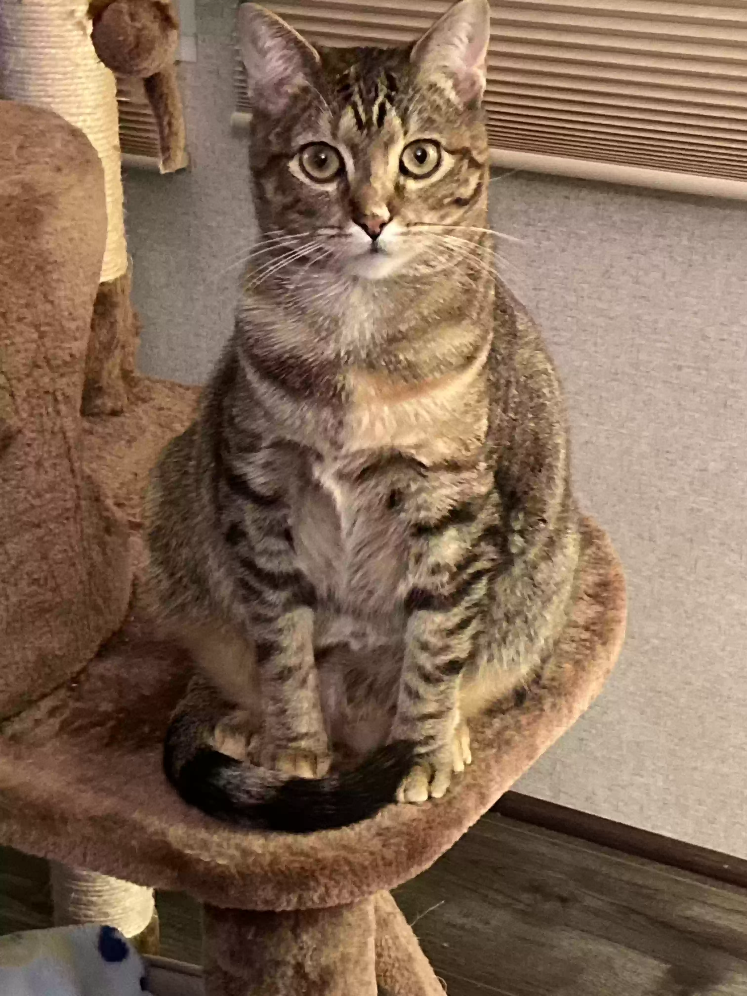 adoptable Cat in Springtown,TX named Willow