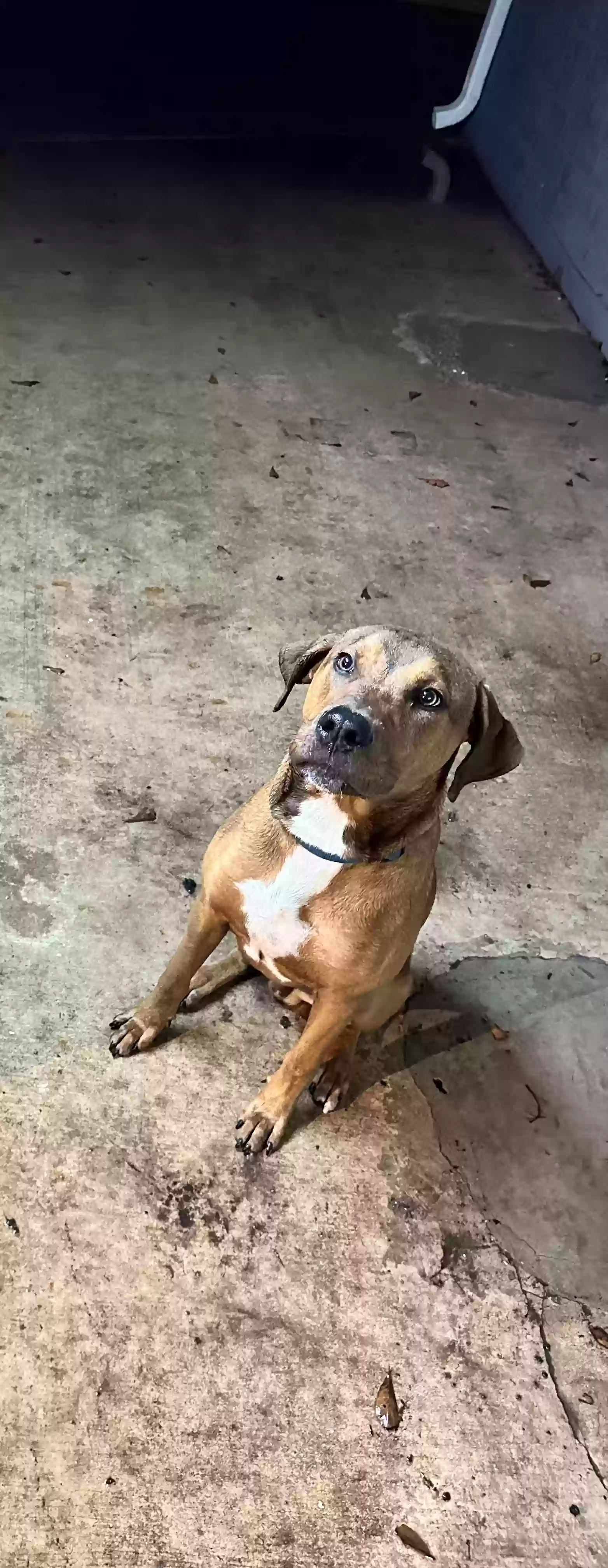 adoptable Dog in Houston,TX named Axel