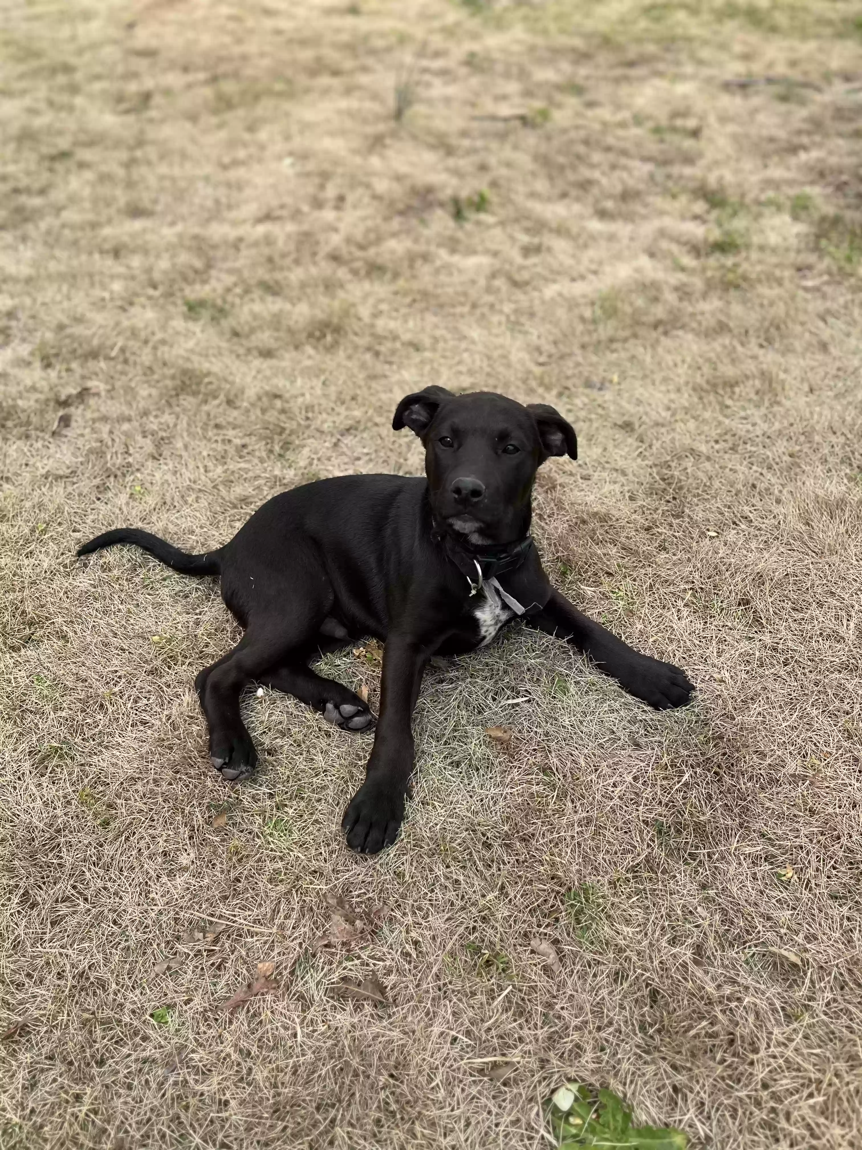 adoptable Dog in Russellville,AL named Yukon