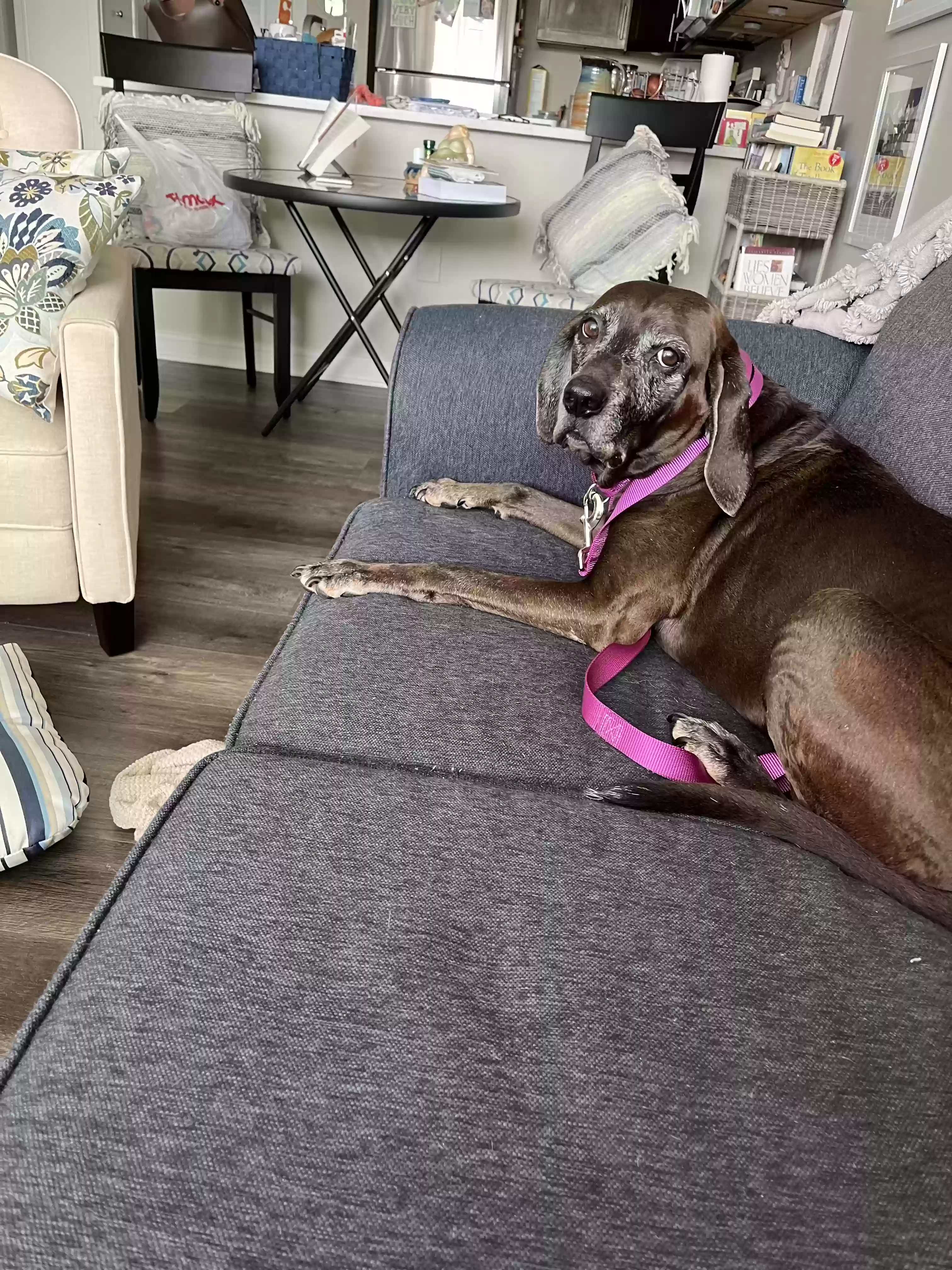 adoptable Dog in Venice,FL named Gracie