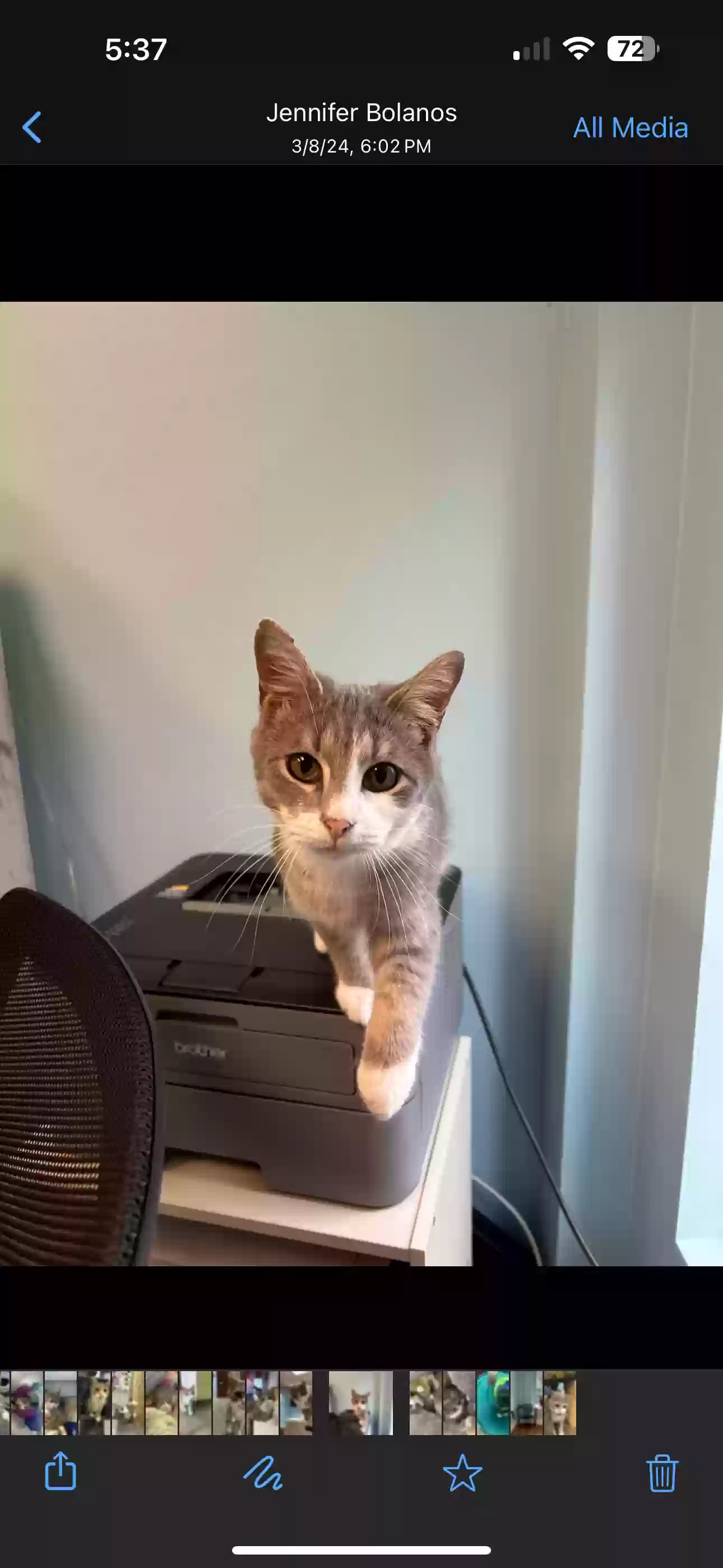 adoptable Cat in Duluth,GA named Sridevi