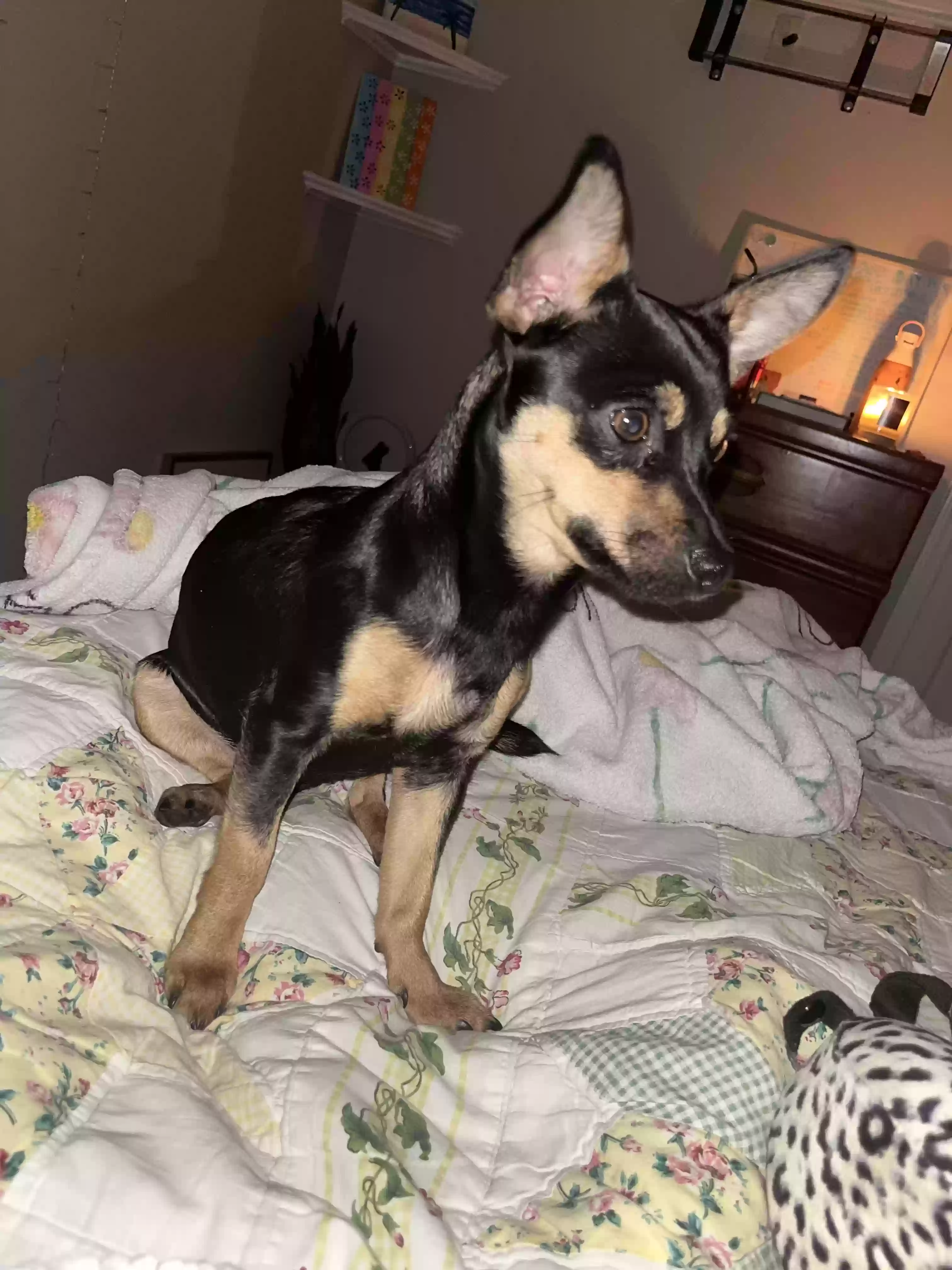 adoptable Dog in Mcdonough,GA named Bronx