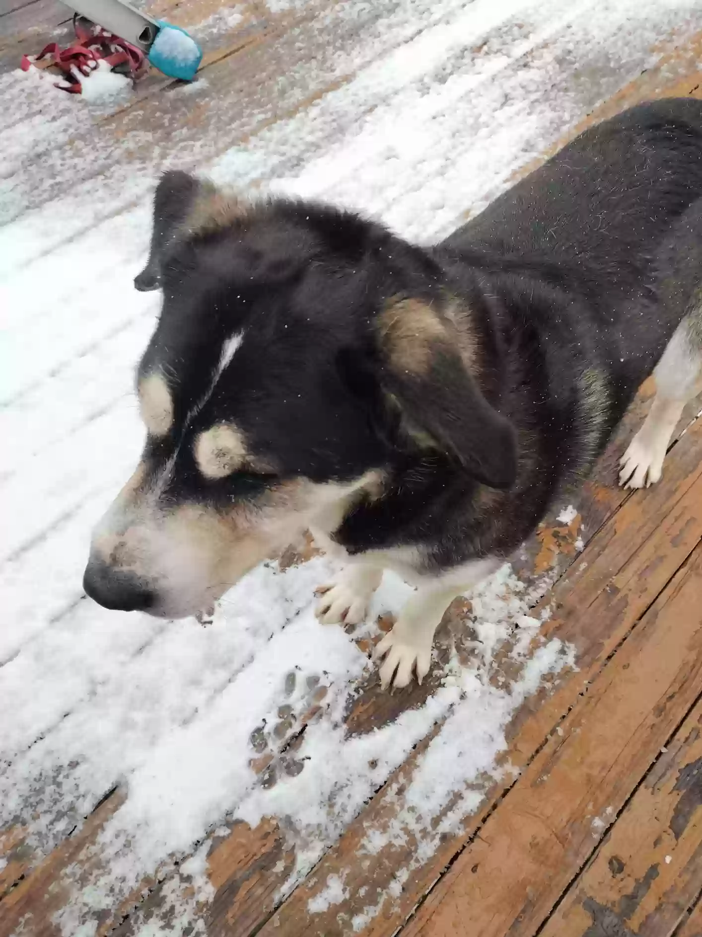adoptable Dog in Blackfoot,ID named Bubs