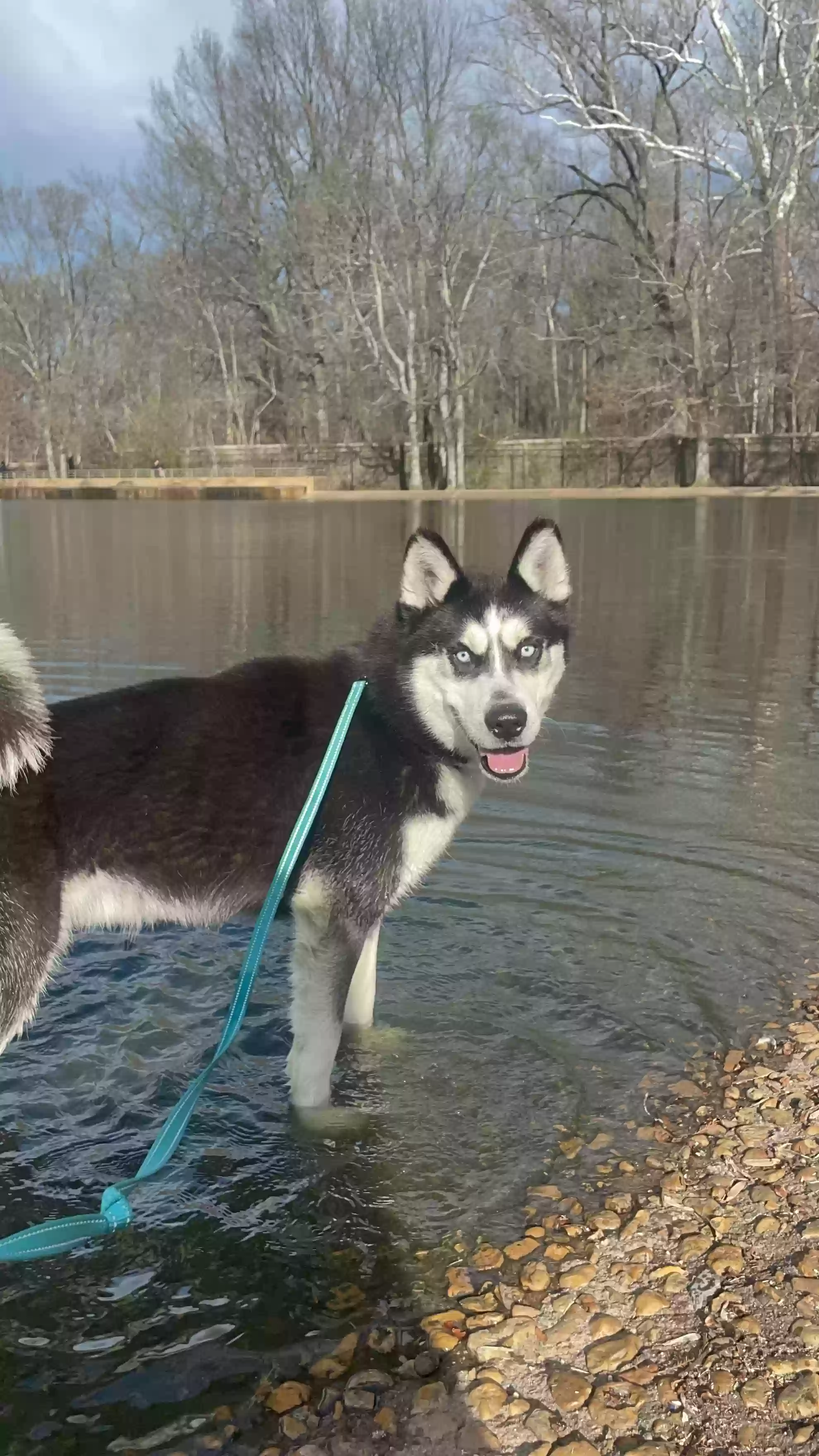 adoptable Dog in Lakemont,GA named Balto
