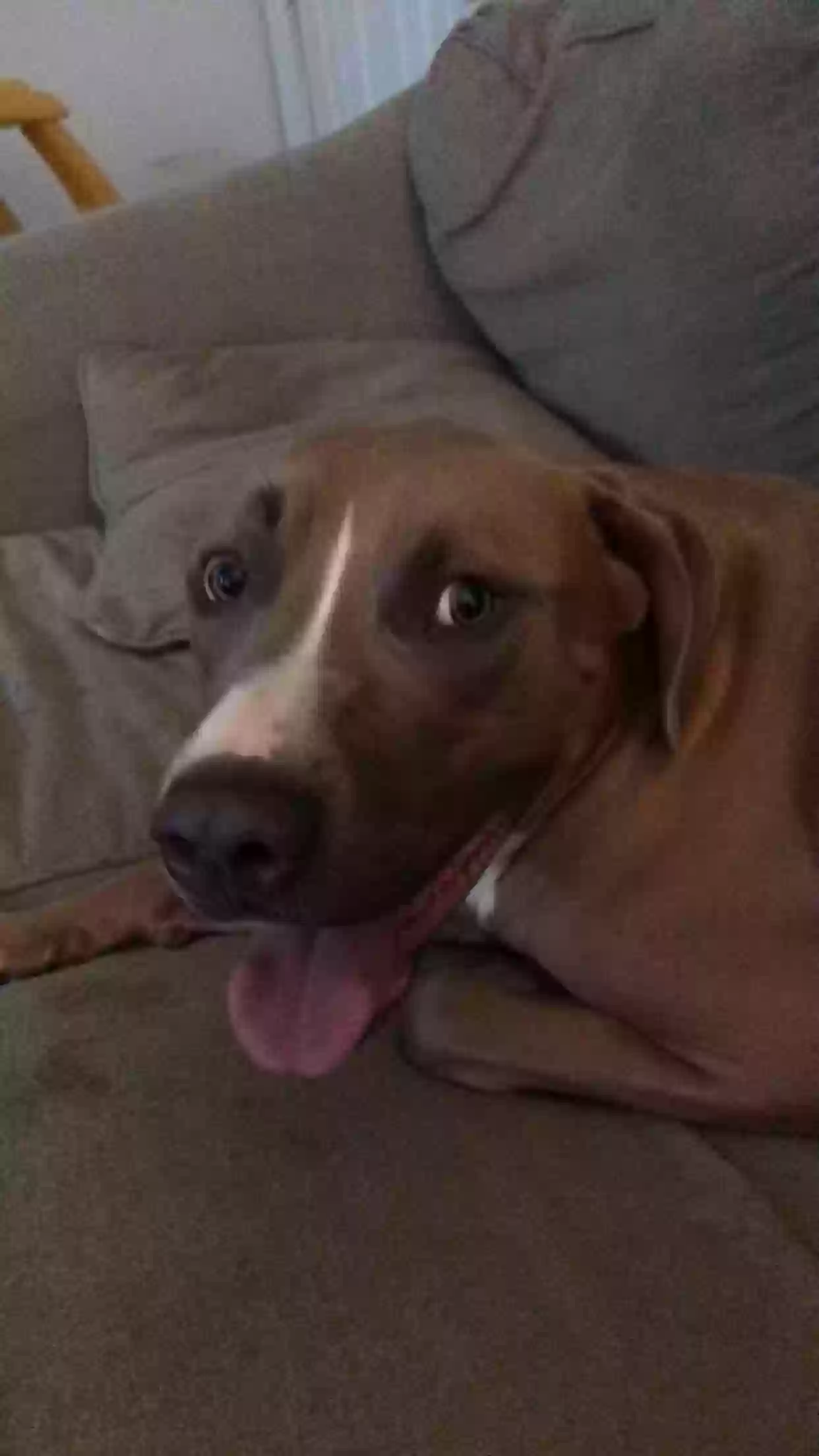 adoptable Dog in Amarillo,TX named Hades