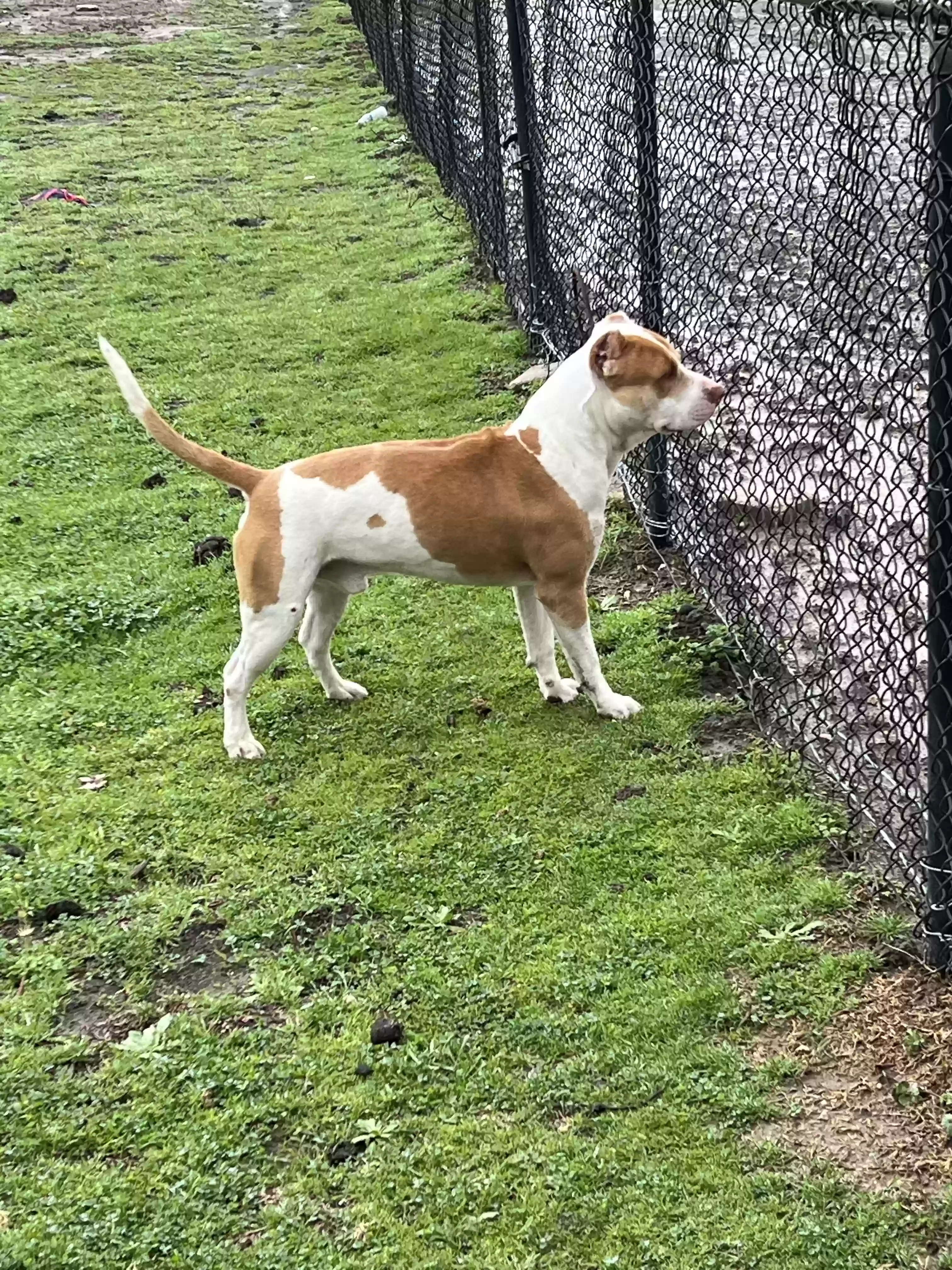 adoptable Dog in Dallas,TX named Dak