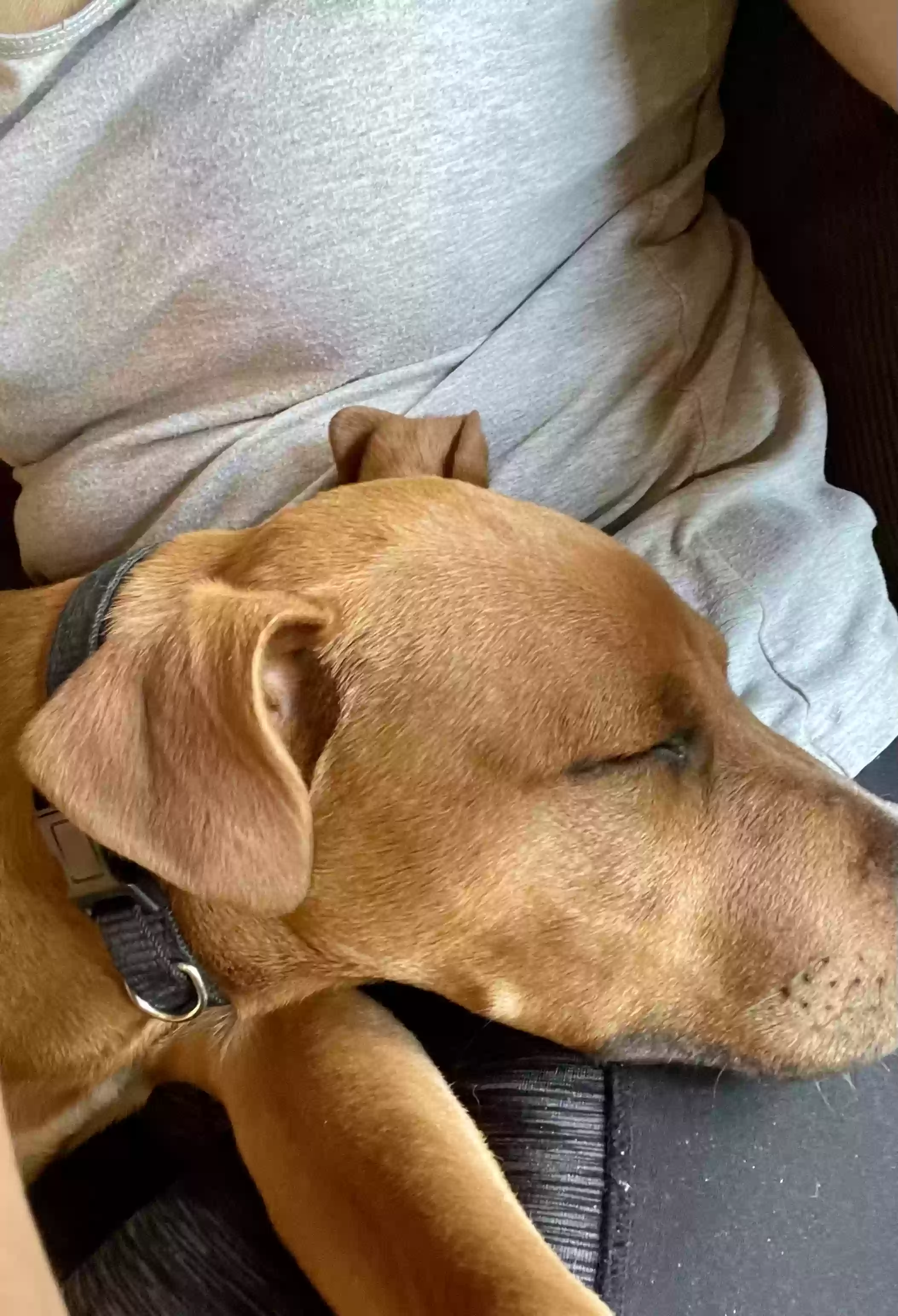 adoptable Dog in Murfreesboro,TN named Scooby