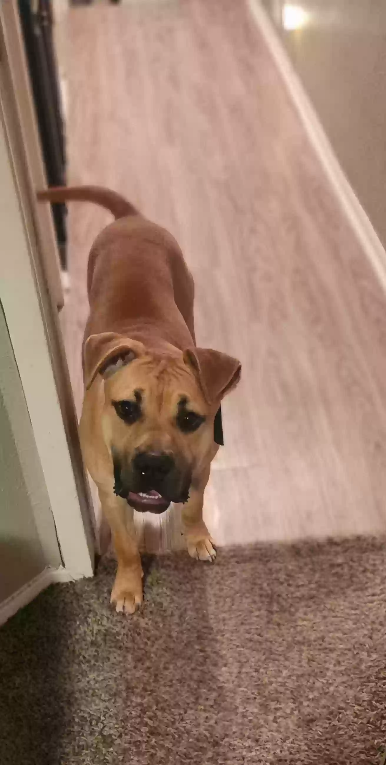 adoptable Dog in Bedford,TX named Bruno