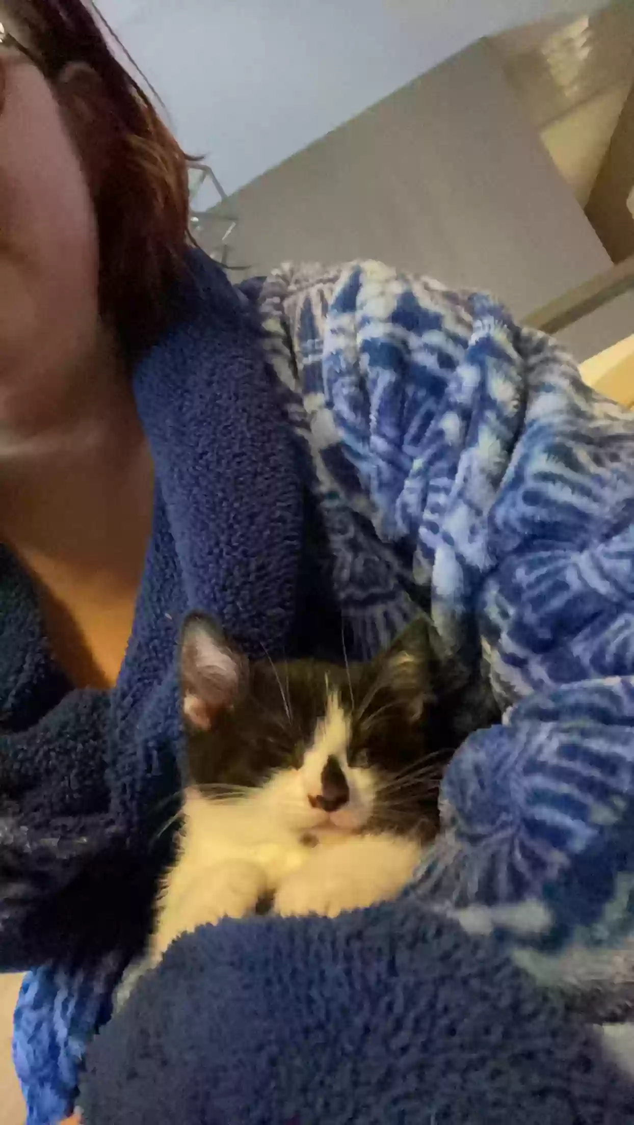adoptable Cat in Marietta,GA named Frodo