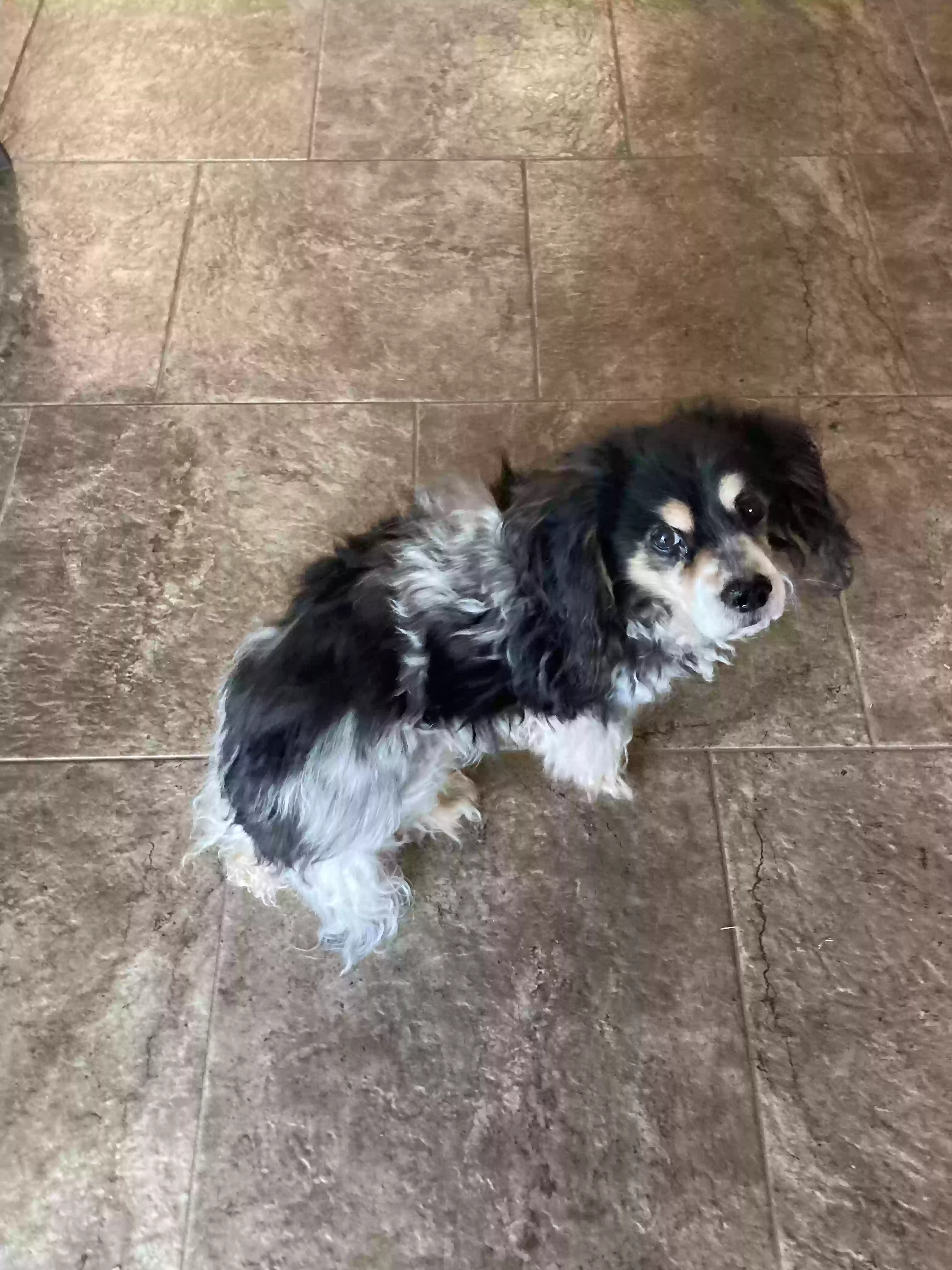 adoptable Dog in Prescott Valley,AZ named Lucy