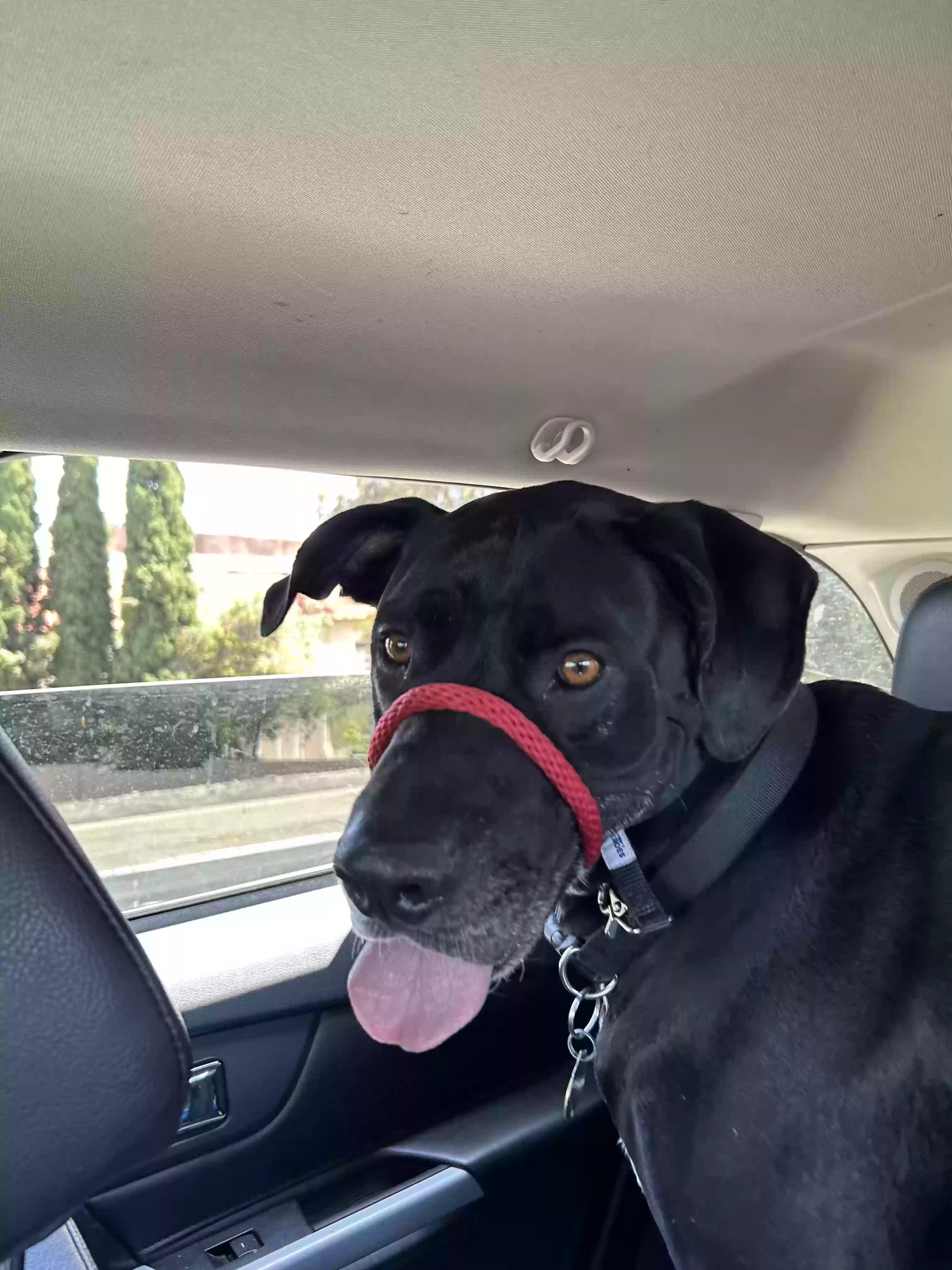 adoptable Dog in Cypress,CA named Zero