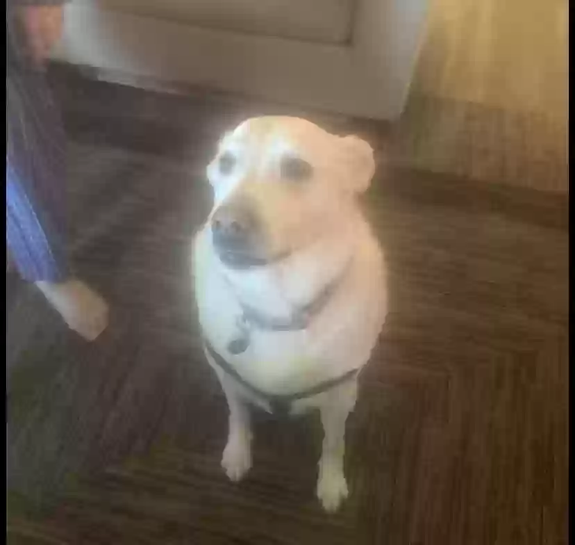adoptable Dog in Phoenix,AZ named Sunflower