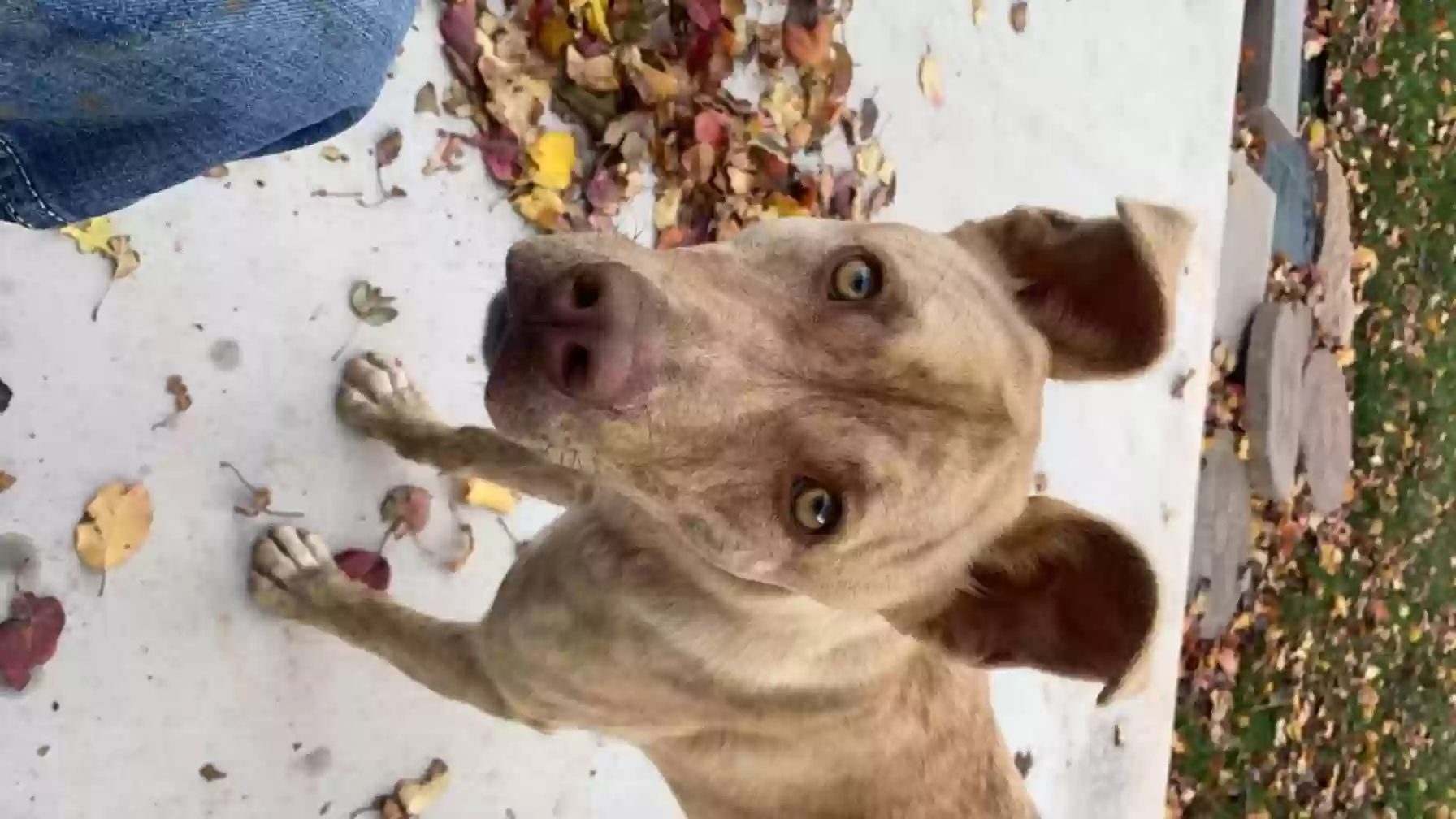 adoptable Dog in Amarillo,TX named Nala