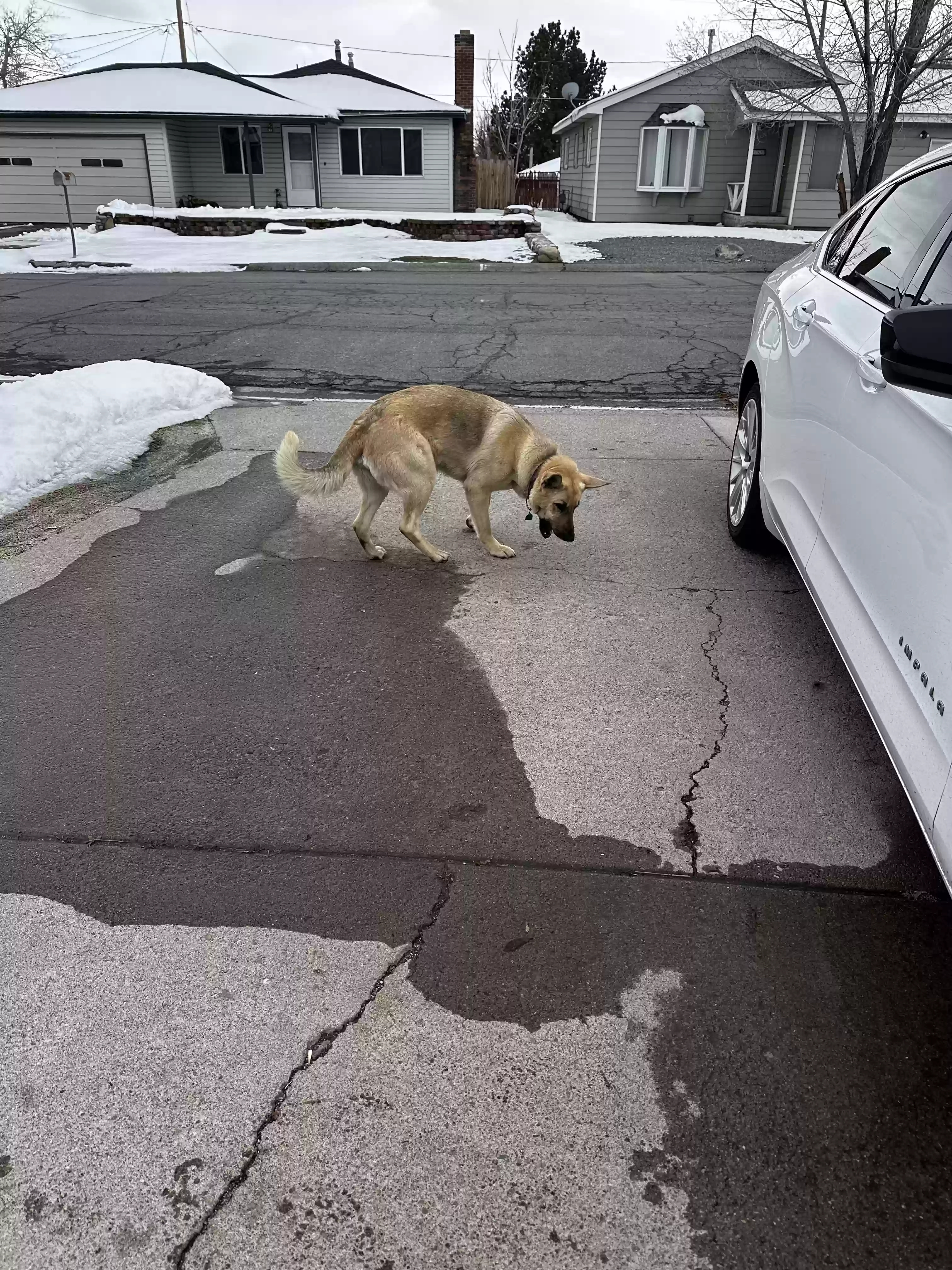 adoptable Dog in Reno,NV named Mazie