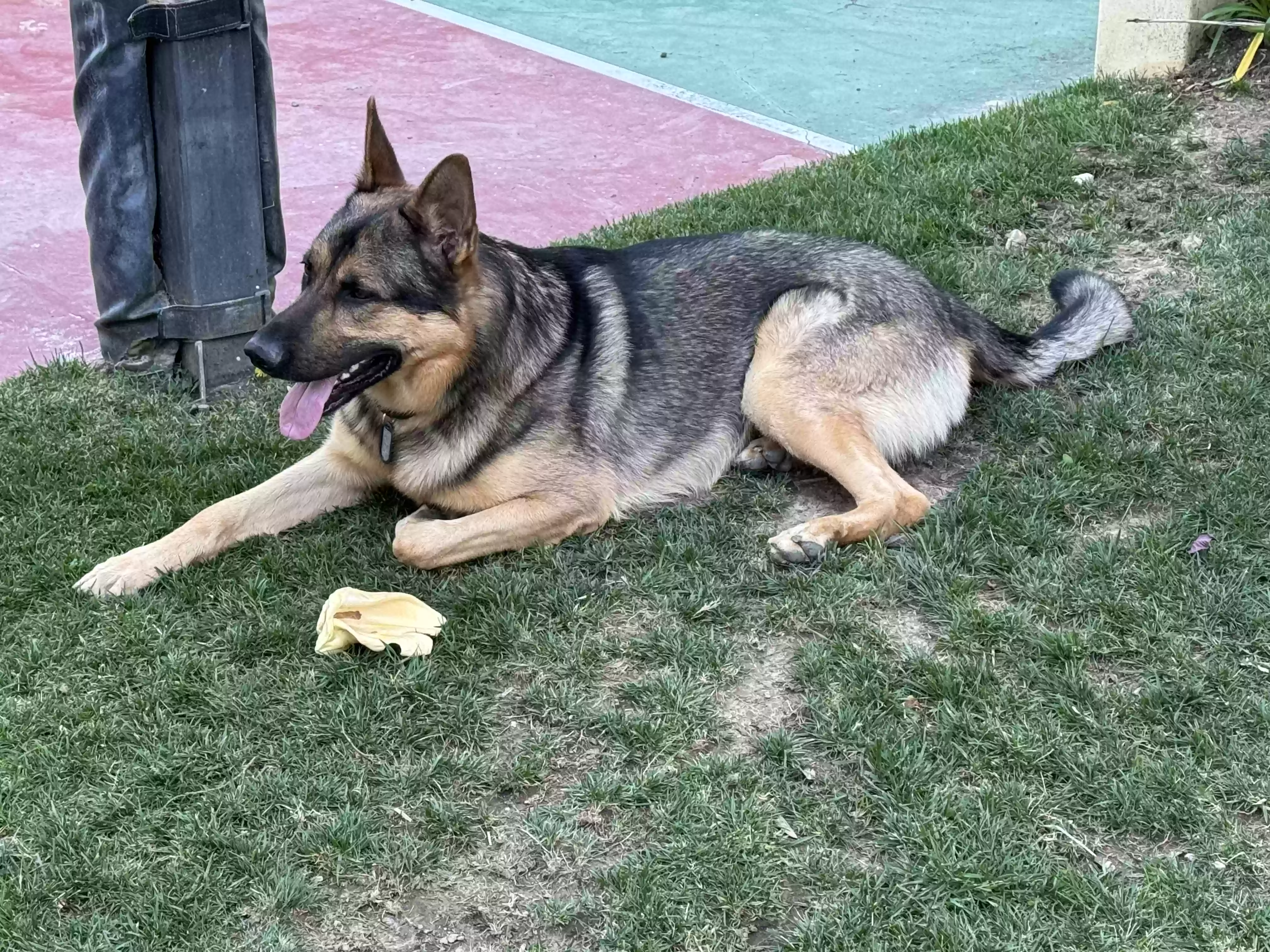 adoptable Dog in Tarzana,CA named Bash