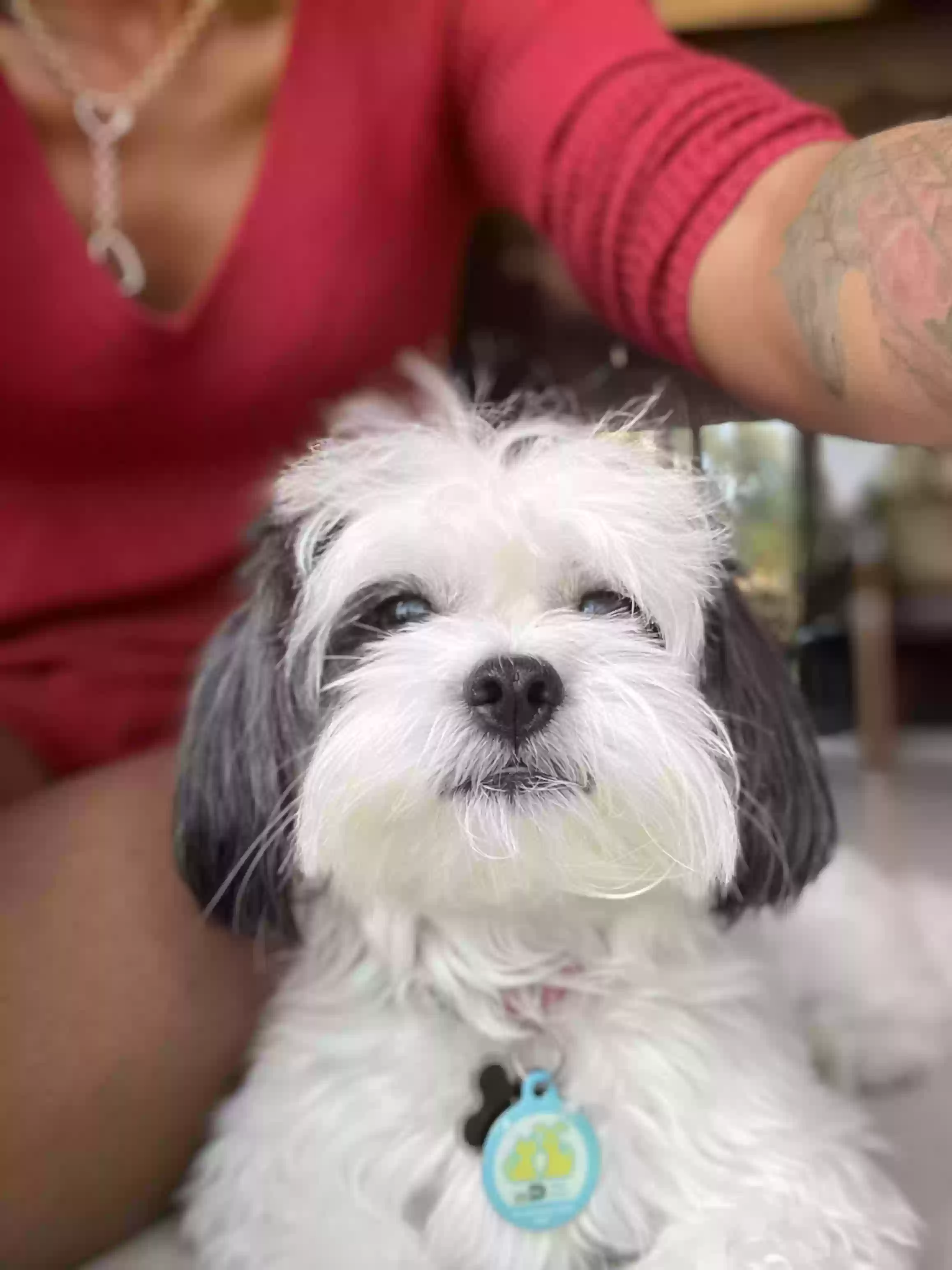 adoptable Dog in Atlanta,GA named Kenzo