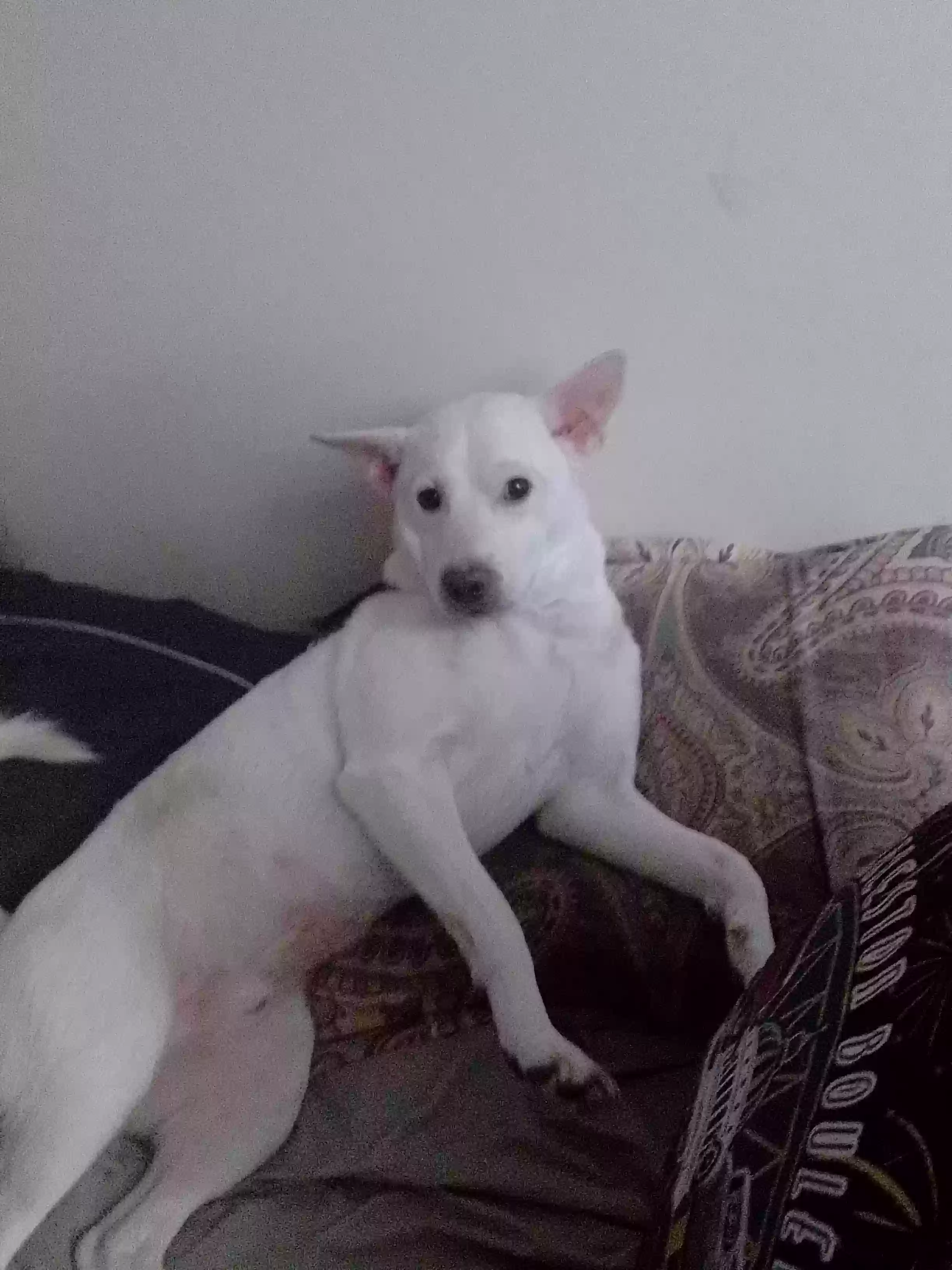 adoptable Dog in Gilbert,WV named Keelo