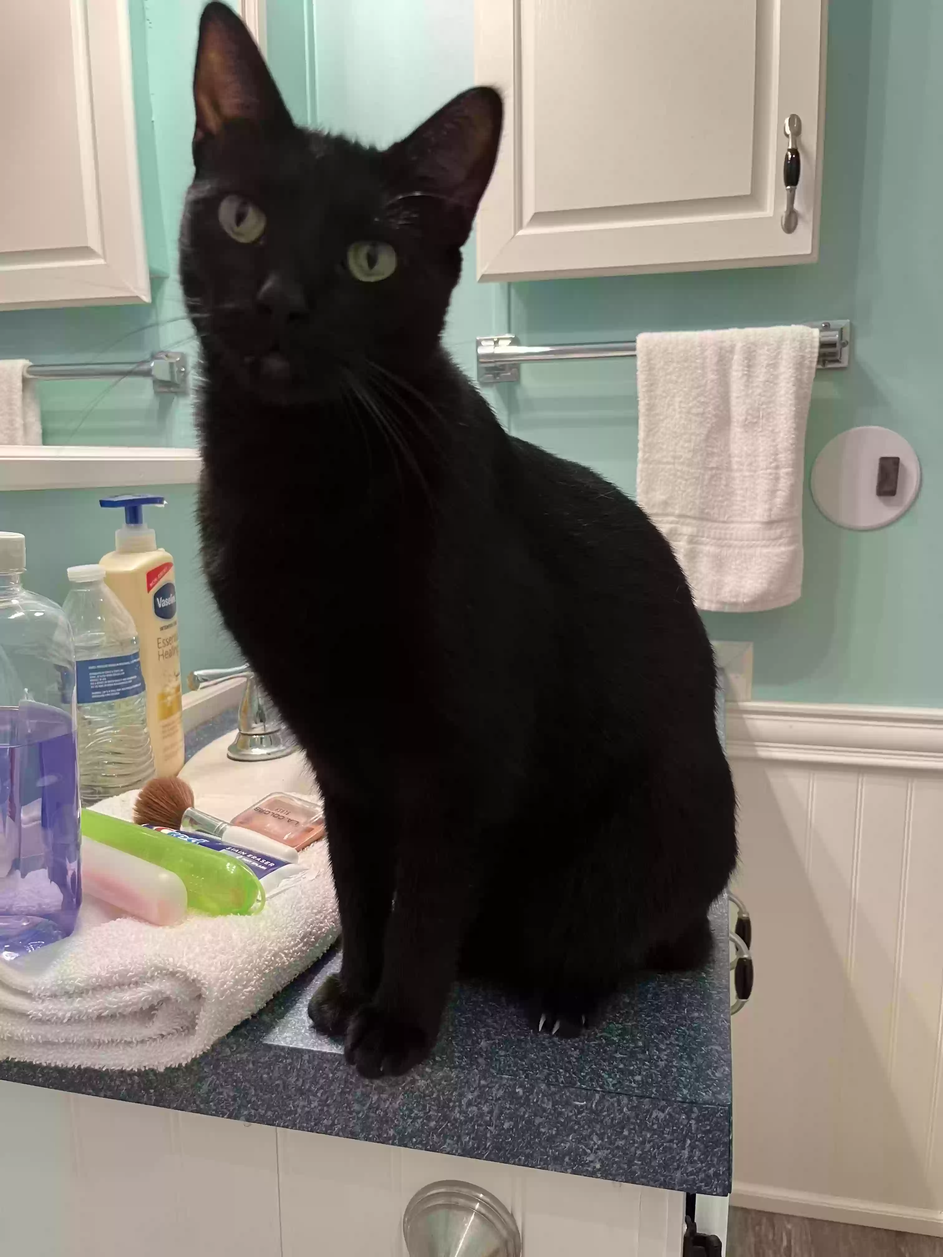 adoptable Cat in Brooksville,FL named Nyx