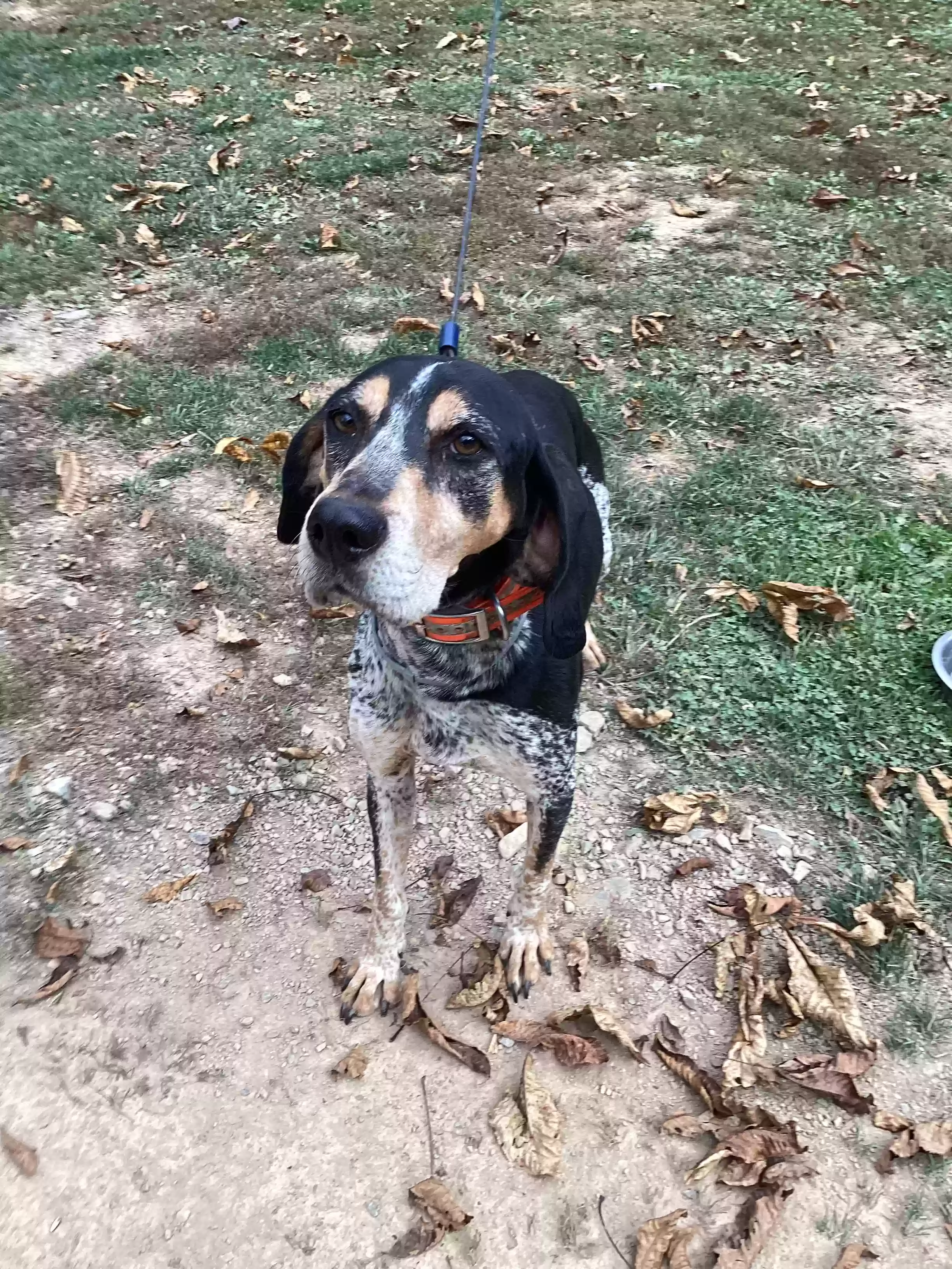 adoptable Dog in Brandywine,WV named Mr blue