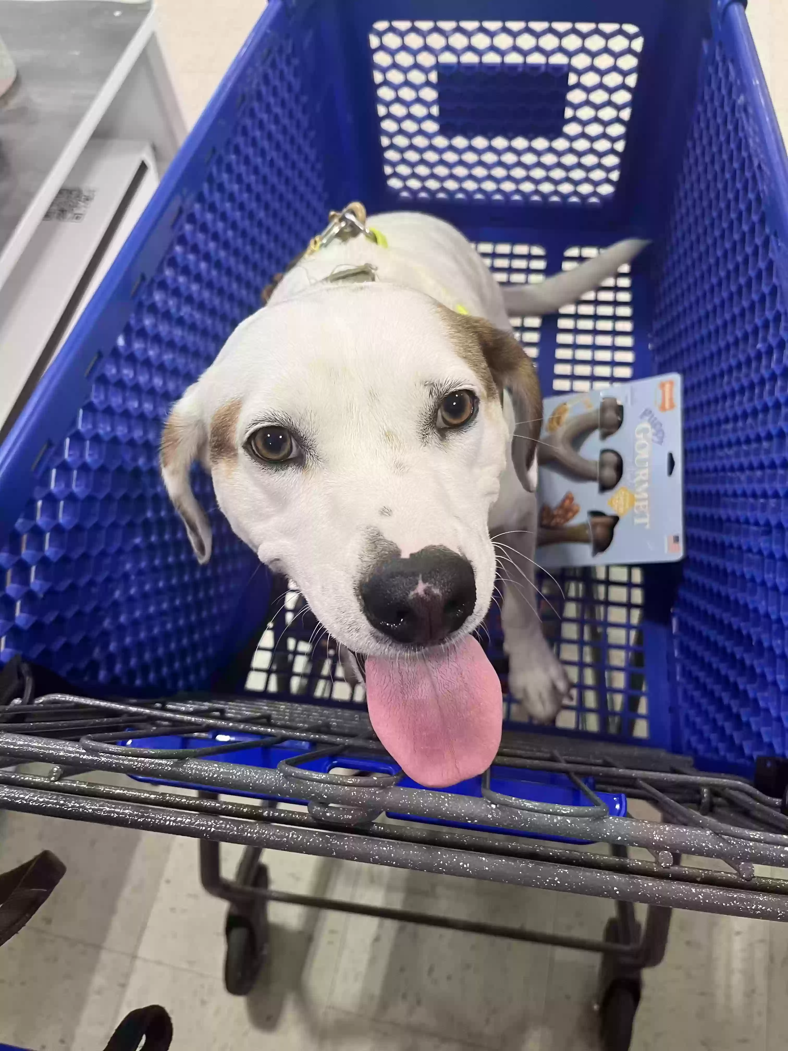 adoptable Dog in Atlanta,GA named Ice
