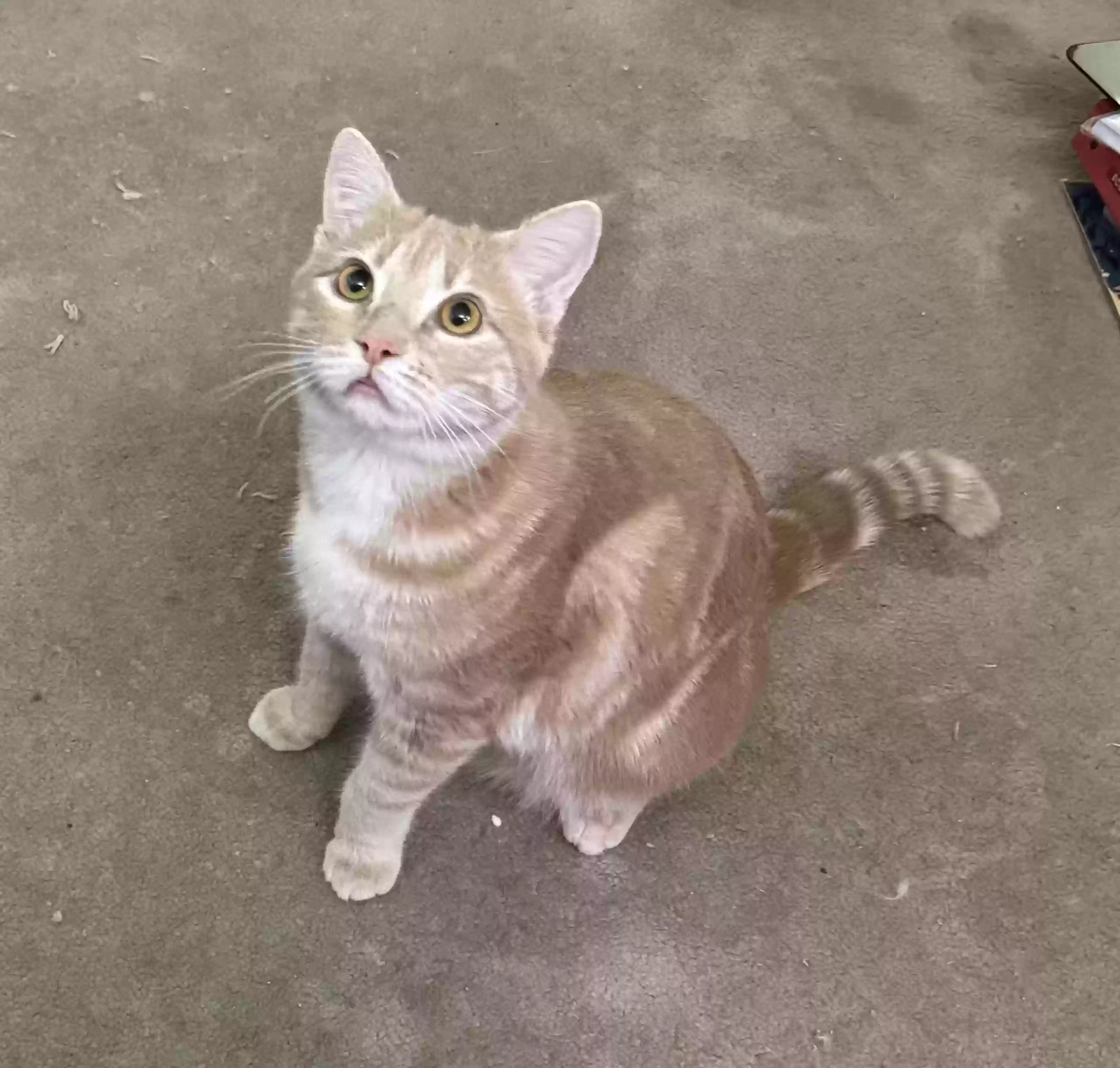 adoptable Cat in Santa Clarita,CA named Valle